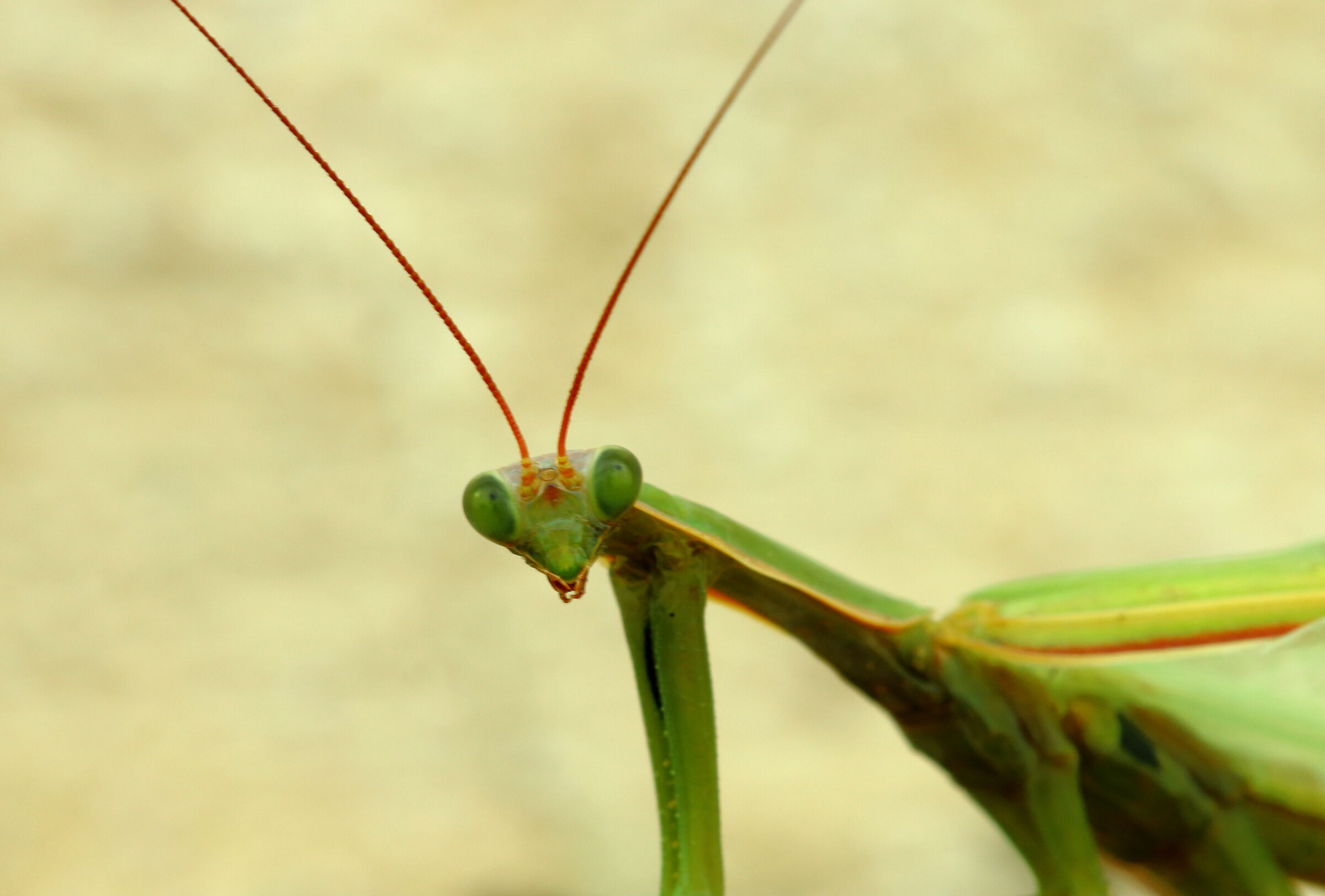 Mantis