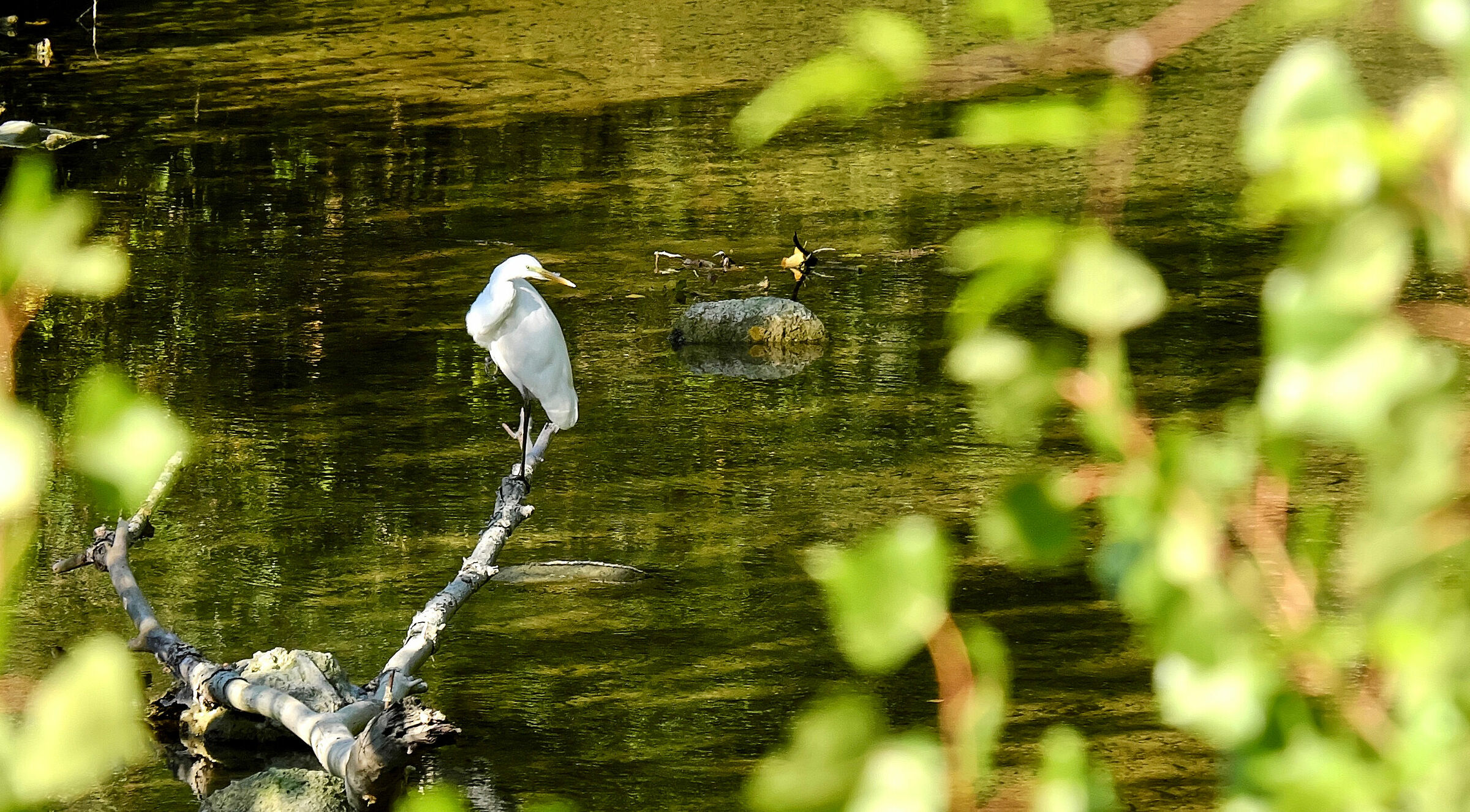 you can guess the shape of a white heron