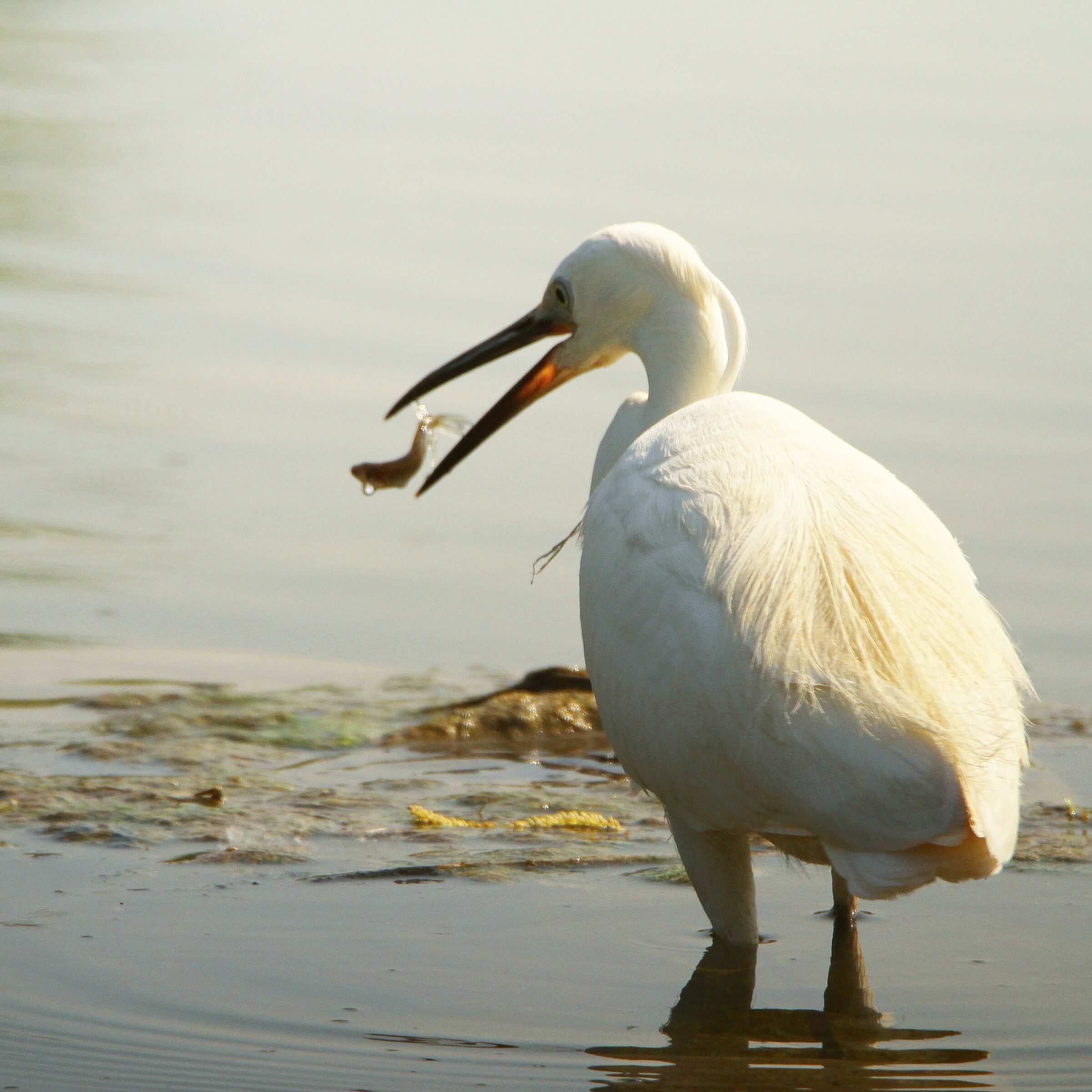 Airone Bianco...pesca al volo