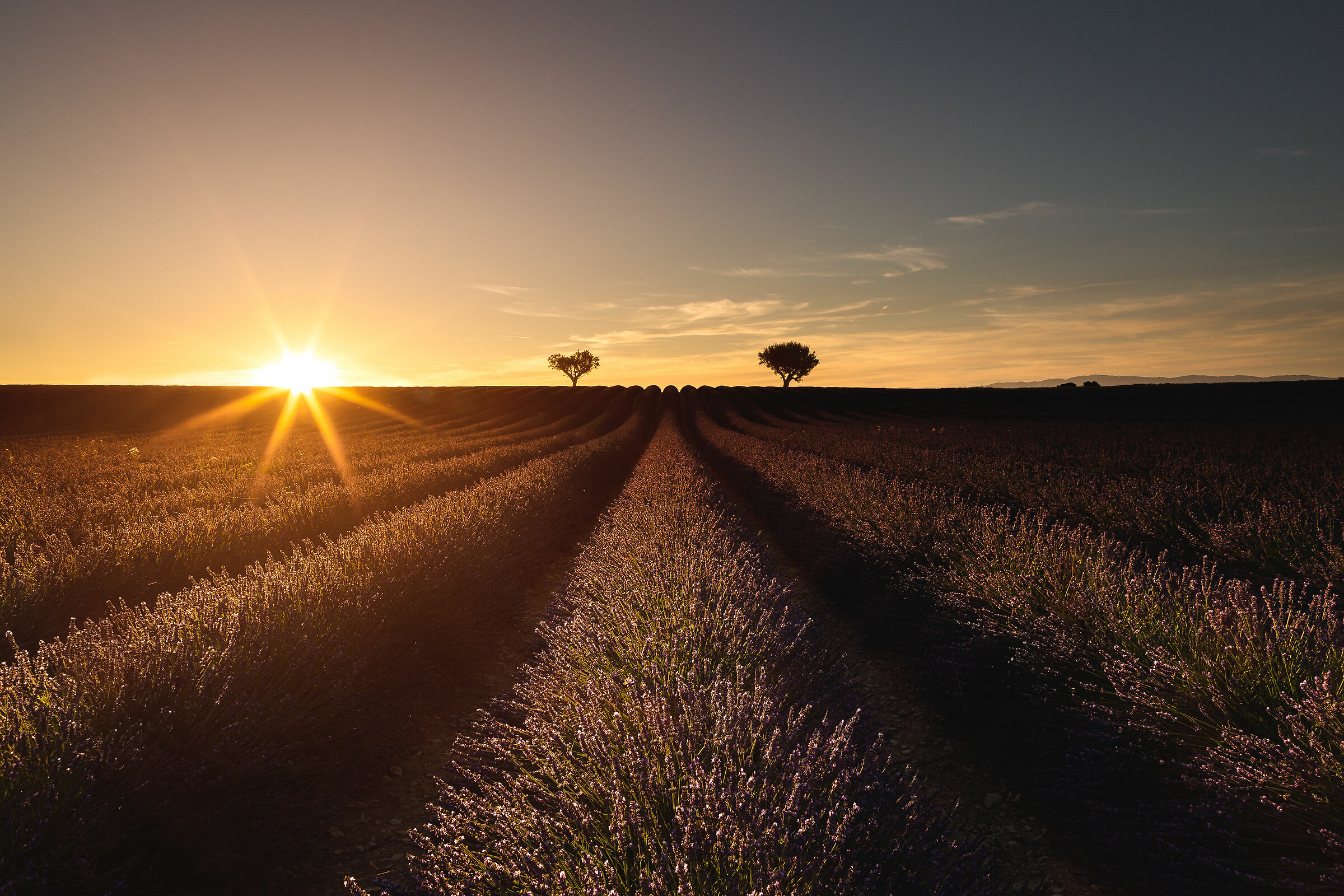 Sunset in Valensole