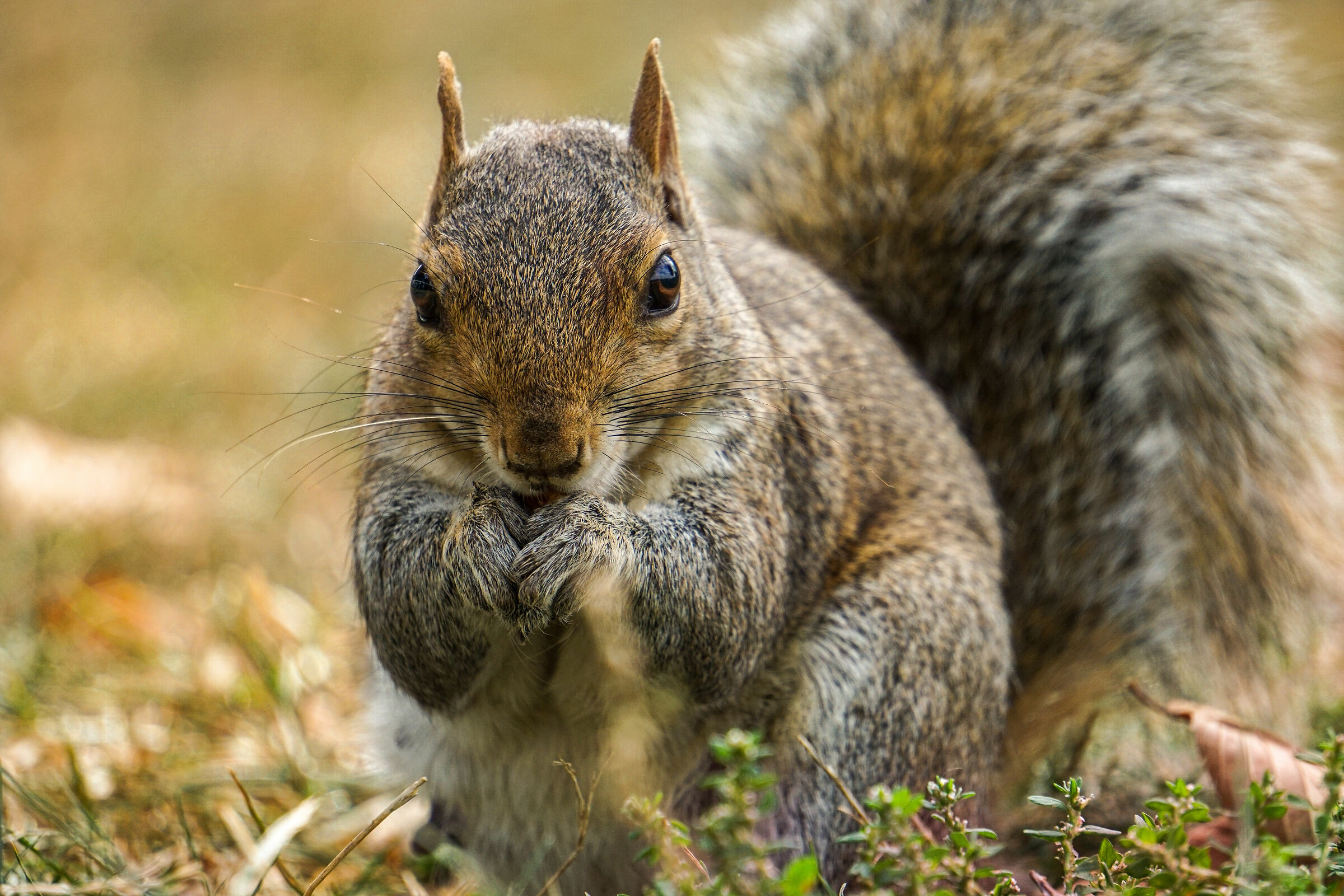 Free squirrel in the garden of a zoo
