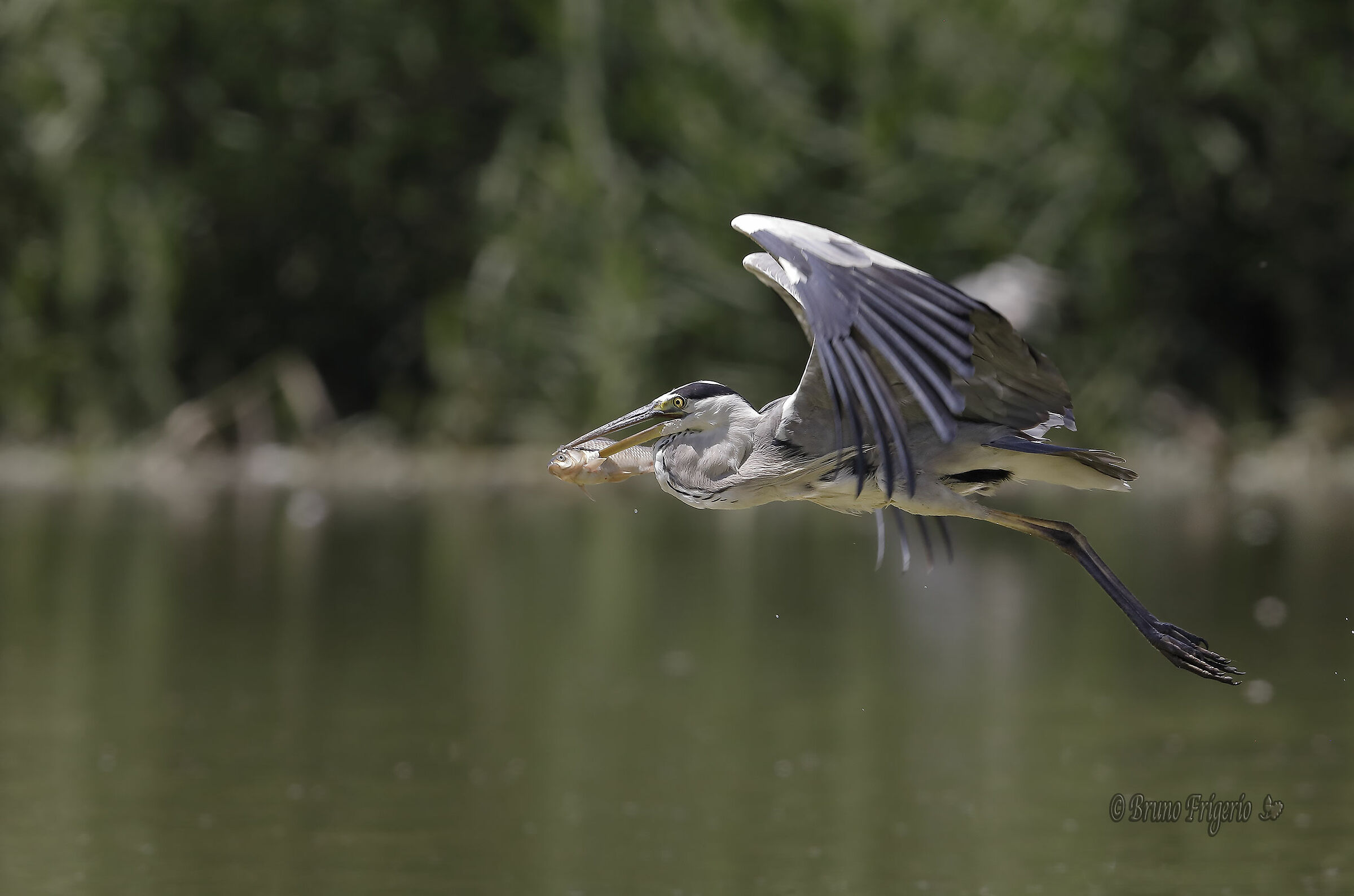 airone cenerino ritornando dalla pesca