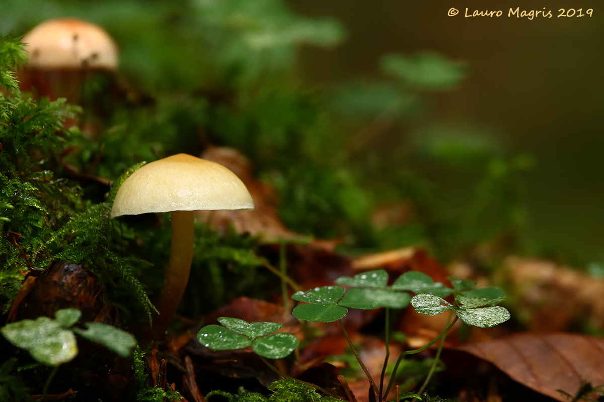 Abatjour in the woods