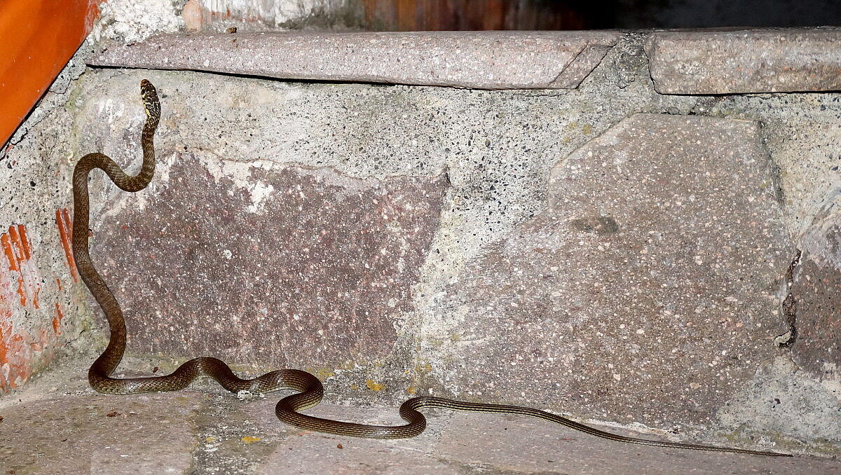 What a life you're stairs!