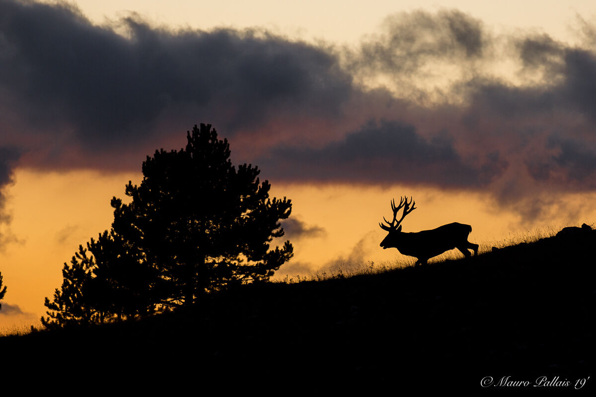 deer at sunset
