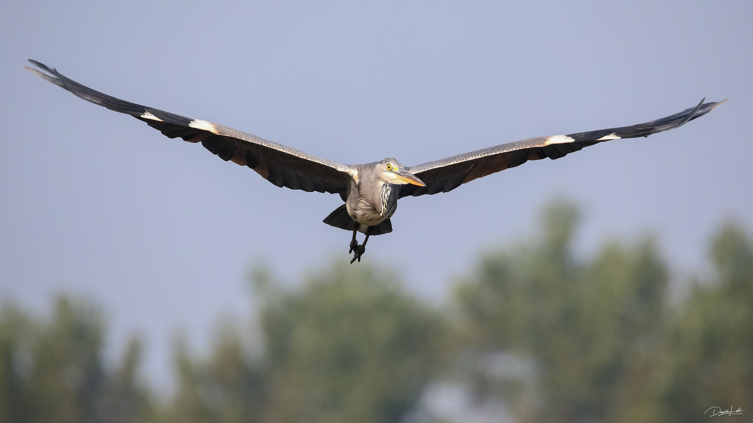 Il volo del Cenerino