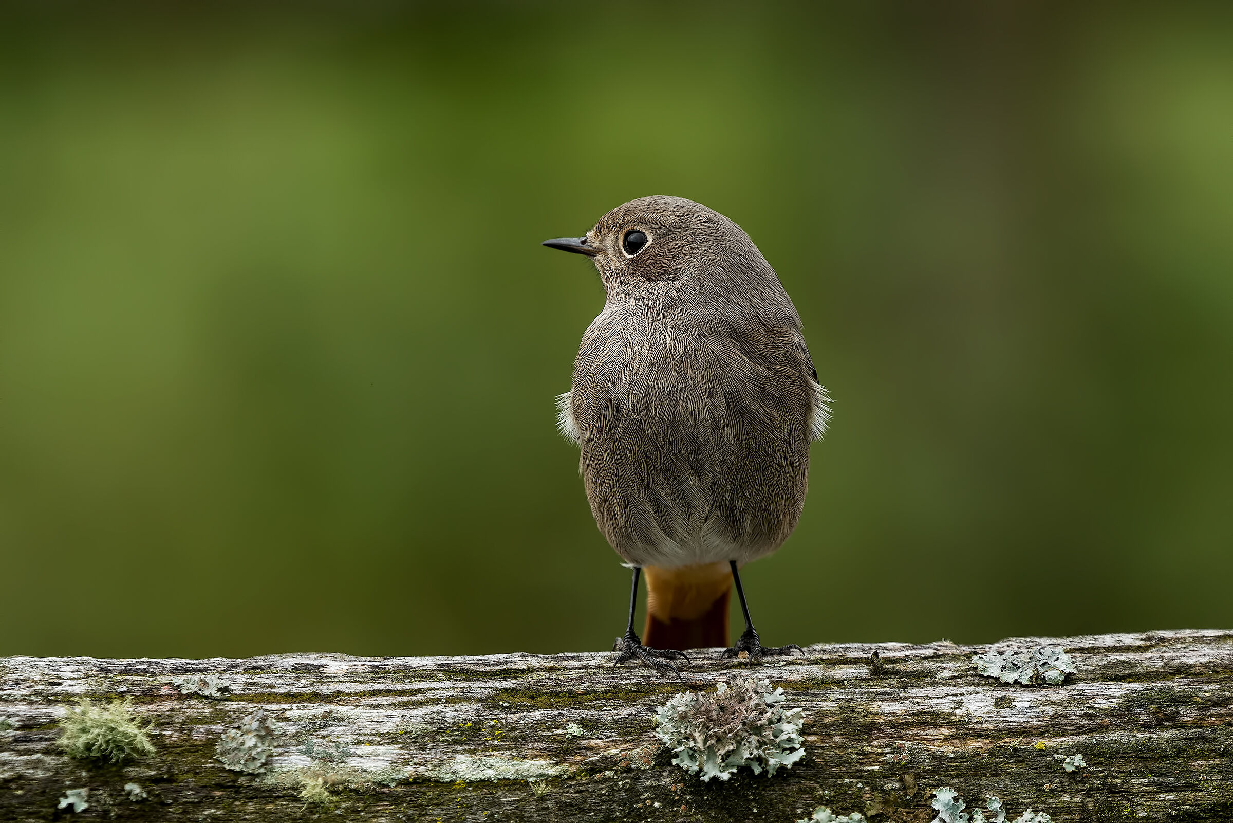 Codirosso Spazzacamino Femmina