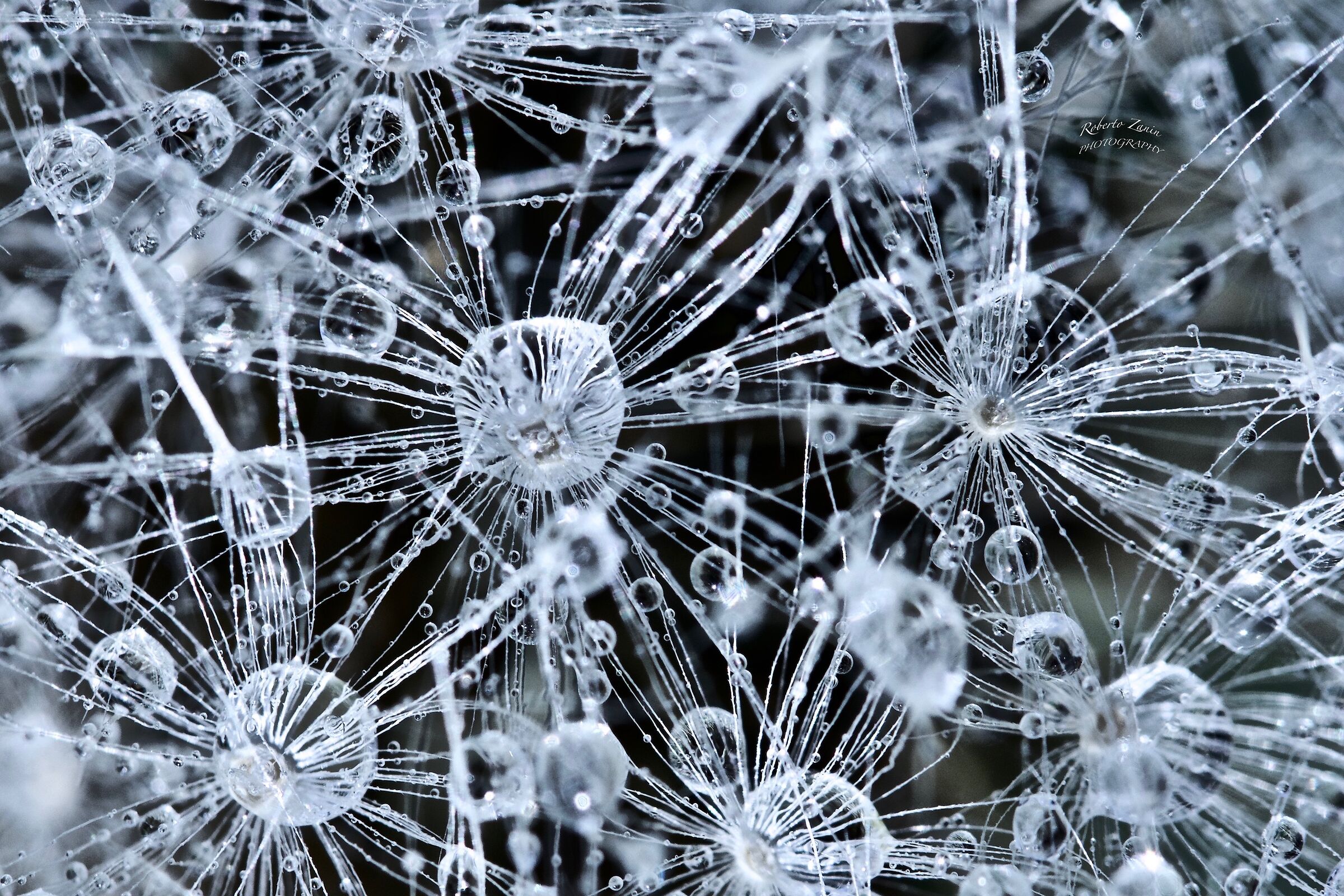 flying seeds of dandelion or dandelion