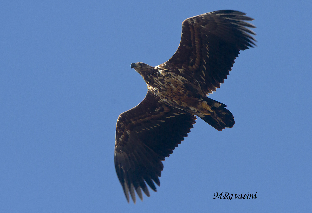 Aquila di mare immatura