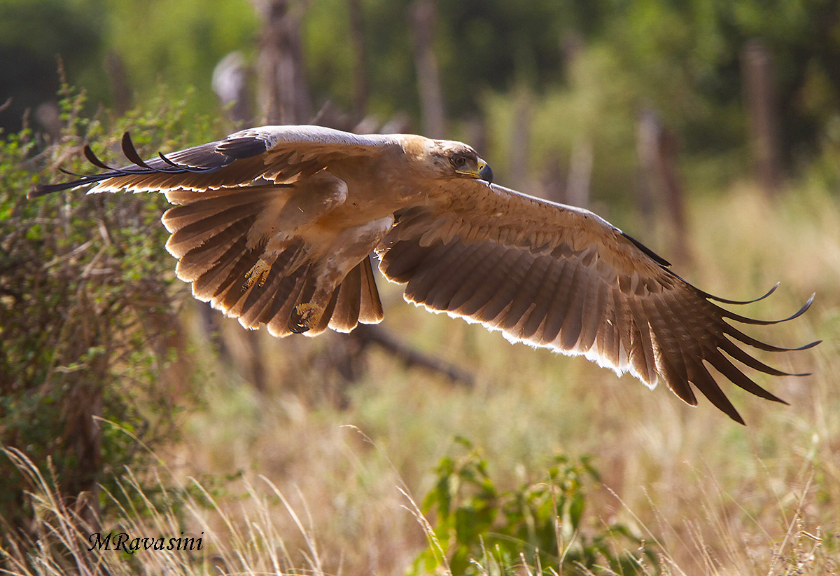 Aquila rapace immatura