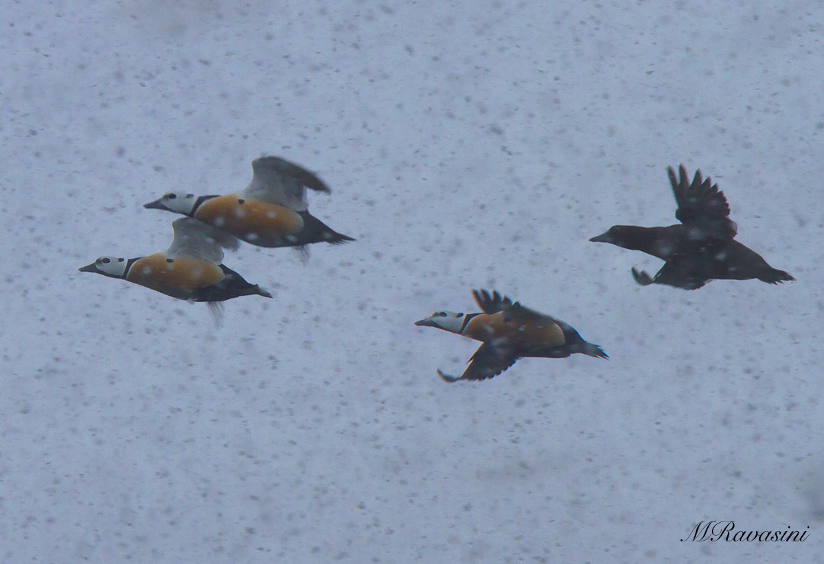 Edredoni di Steller nella nevicata