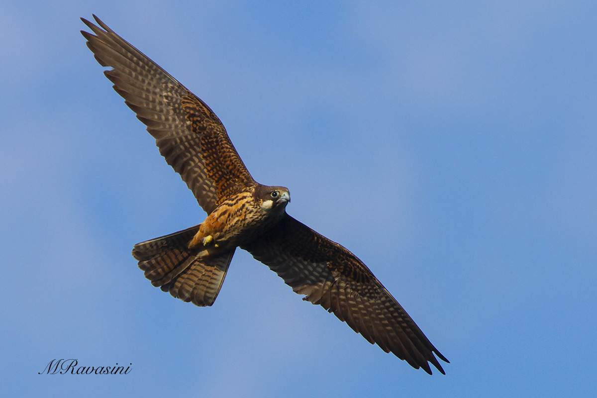 Falco della regina femmina adulta