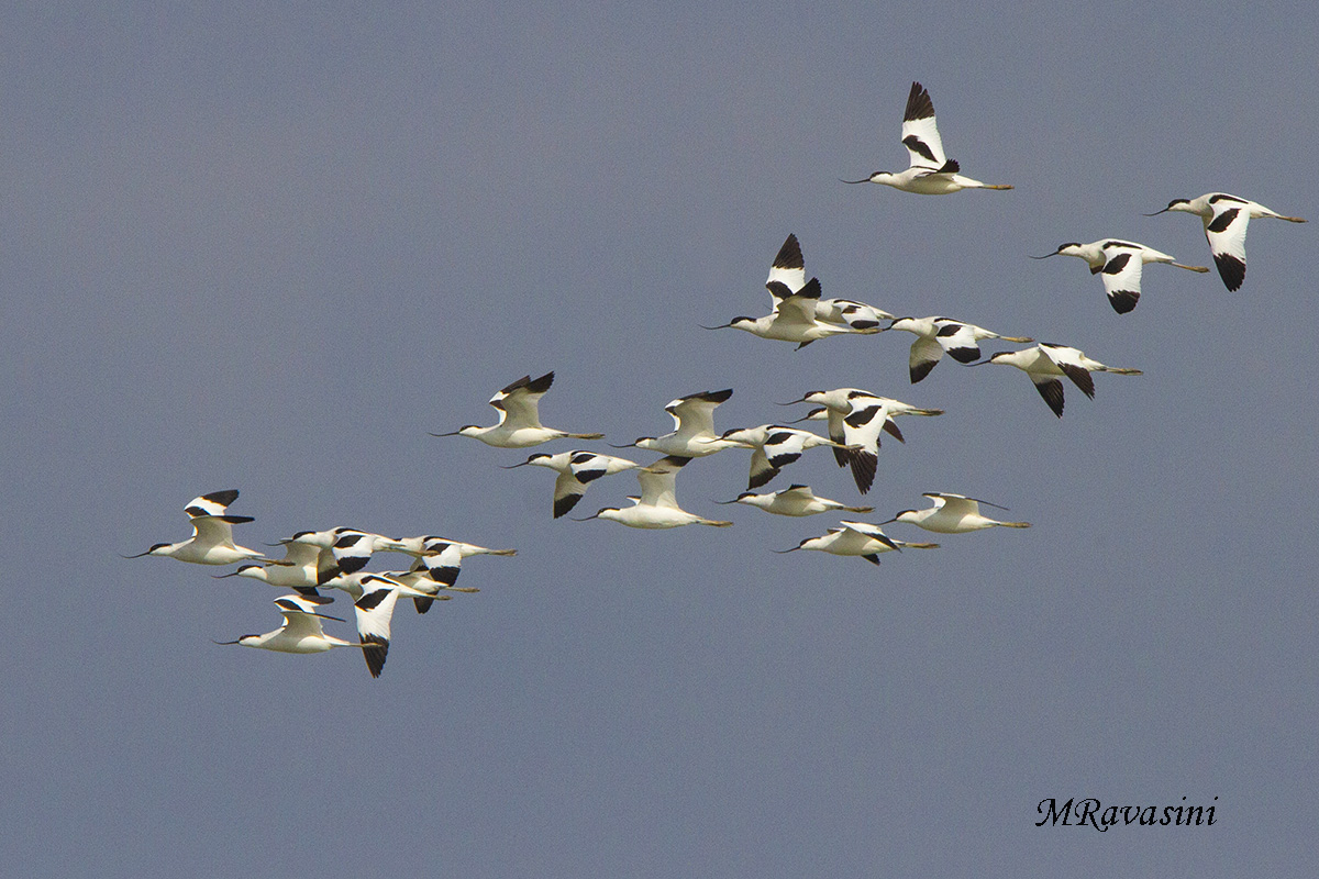 Avocette