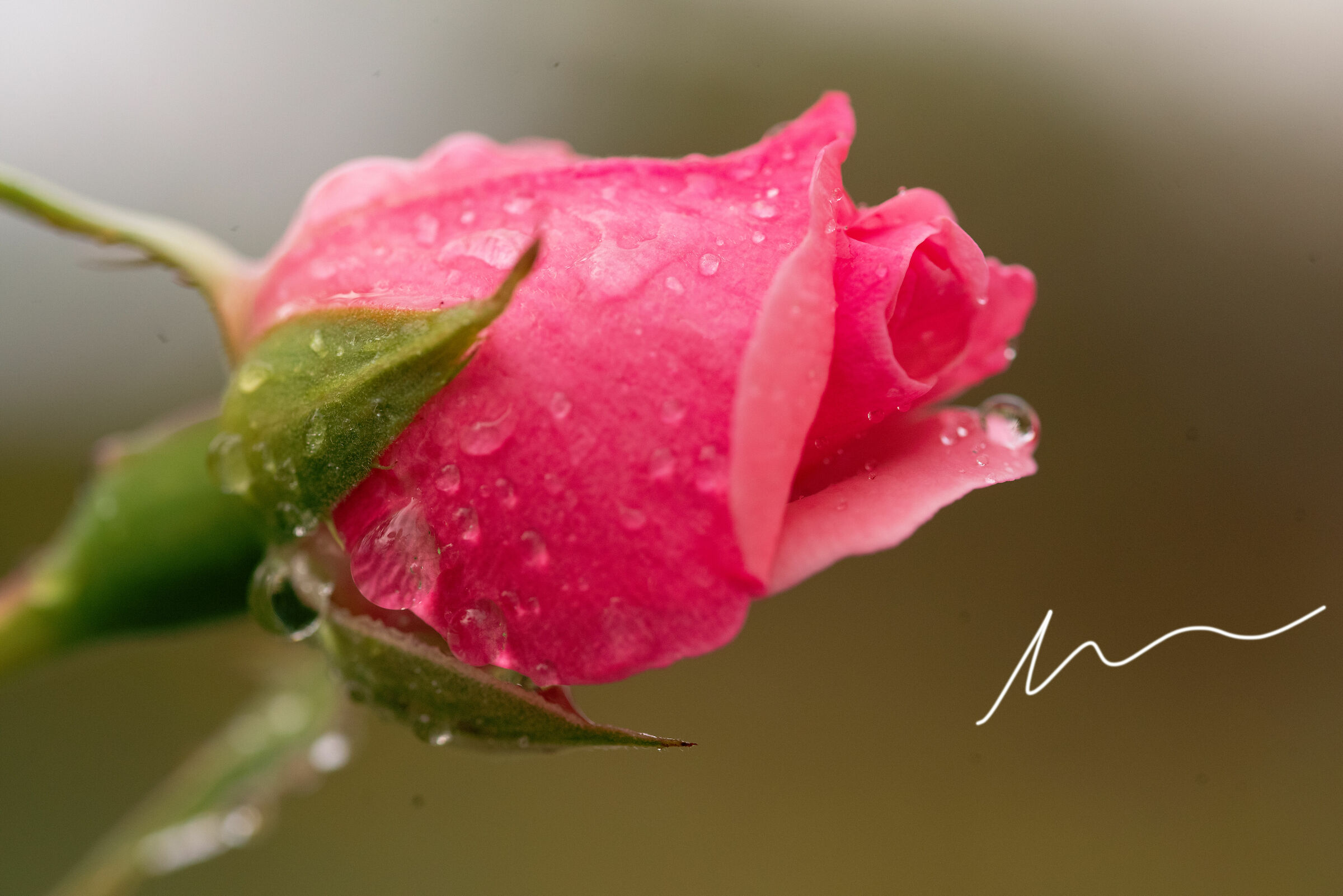 The Rose, what a great thing