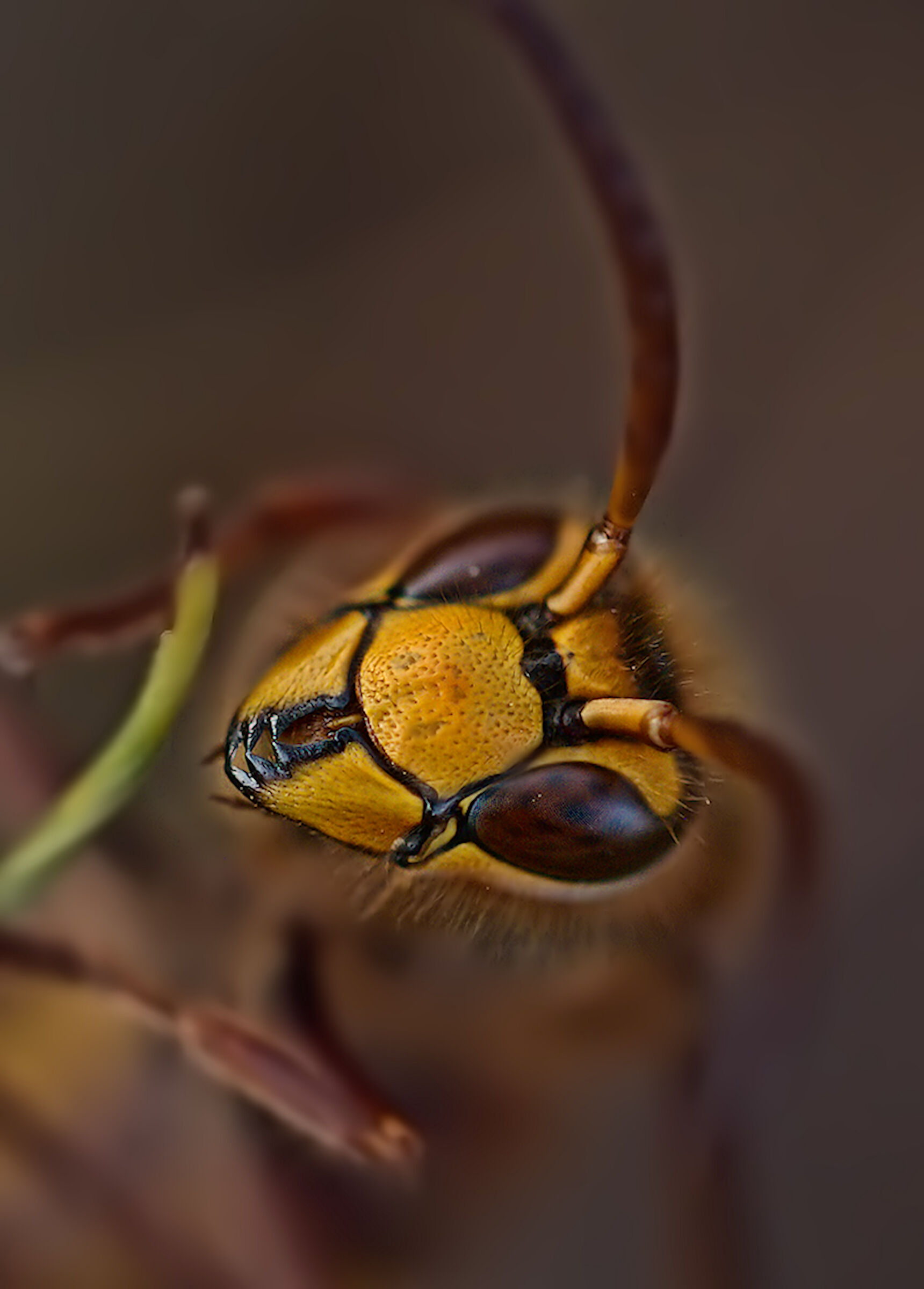 Portrait of a Living Hornet