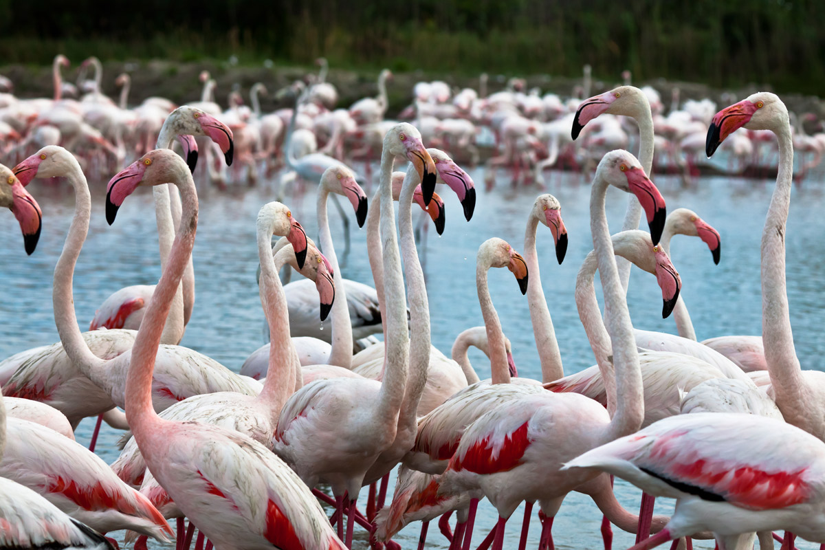 Camargue-Fenicotteri maggiori