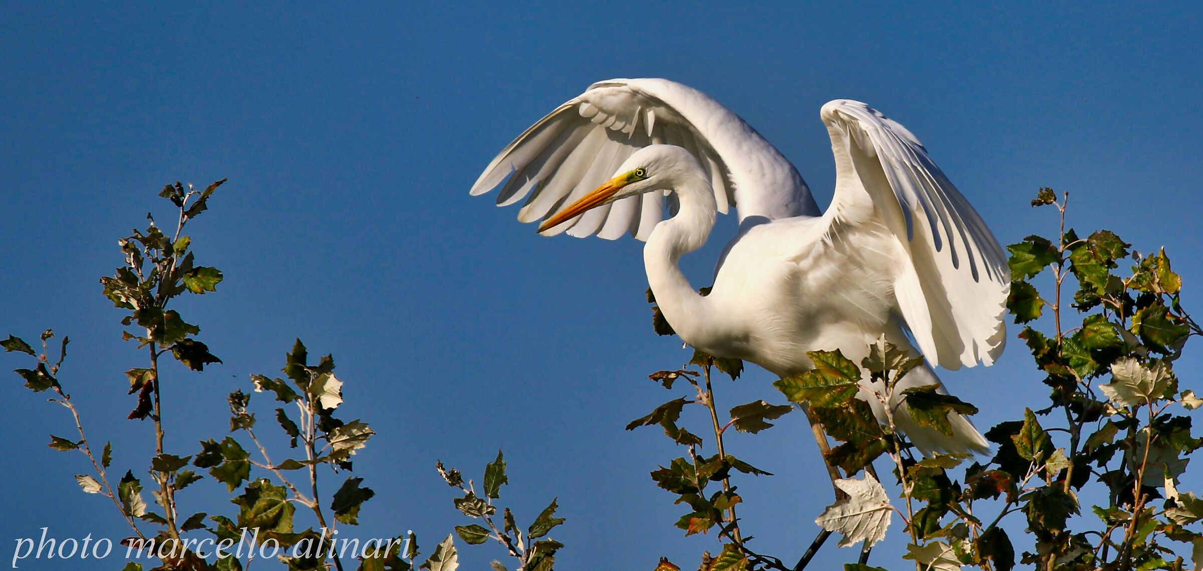 MAJOR WHITE HERON