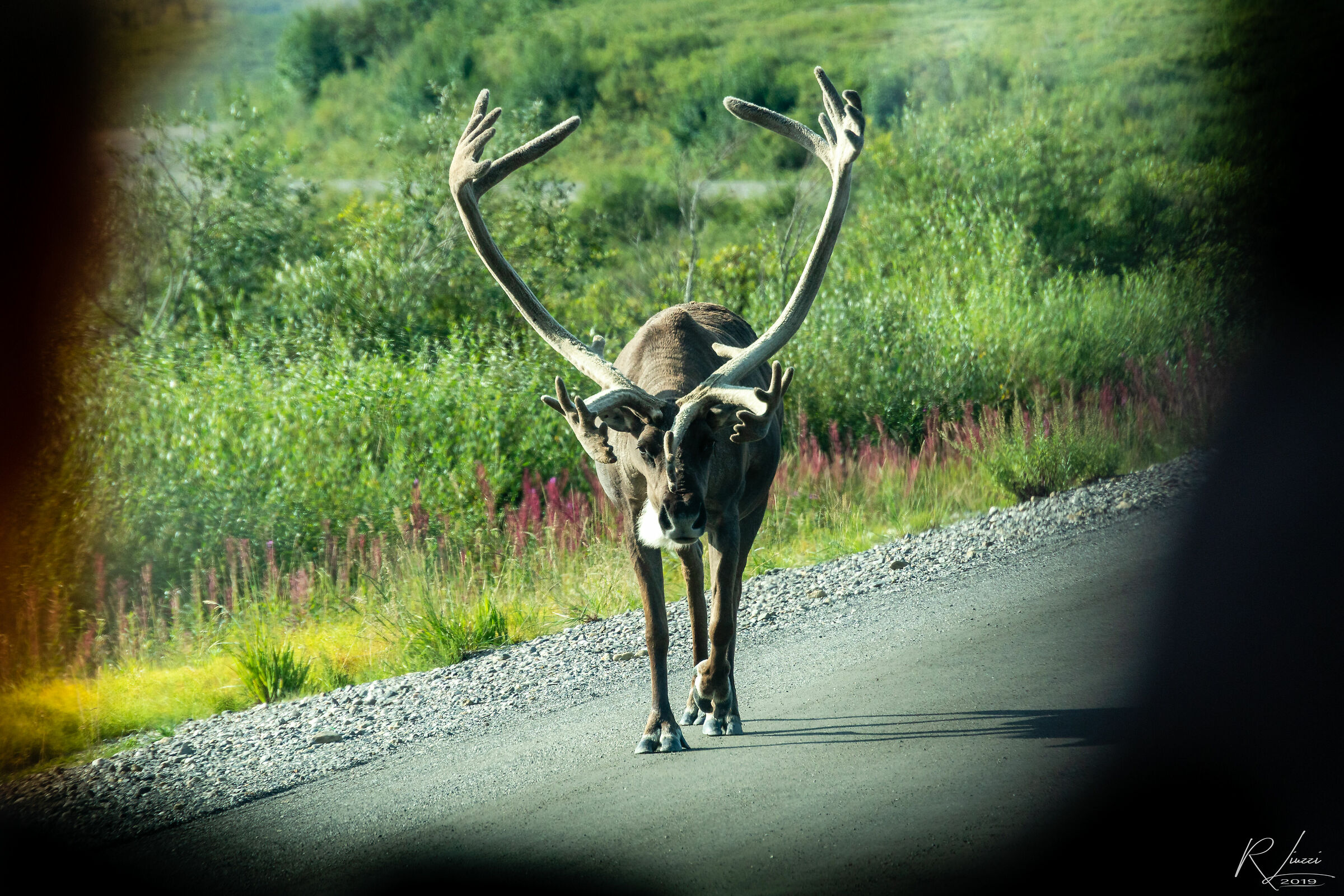 Deer at Denali Park