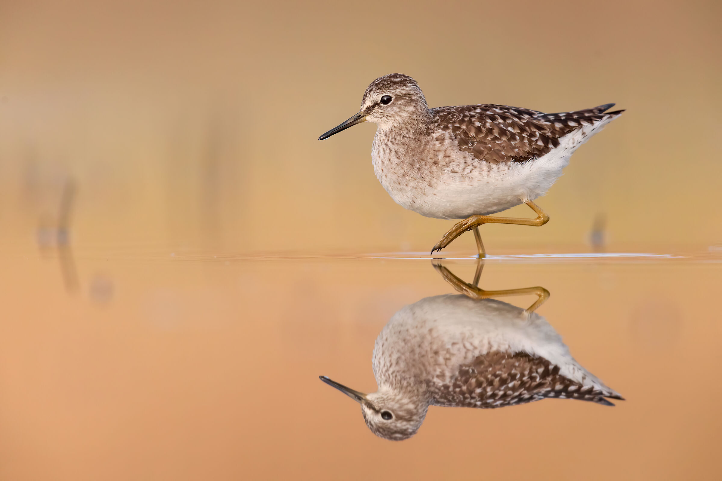 Piro Piro Boschereccio