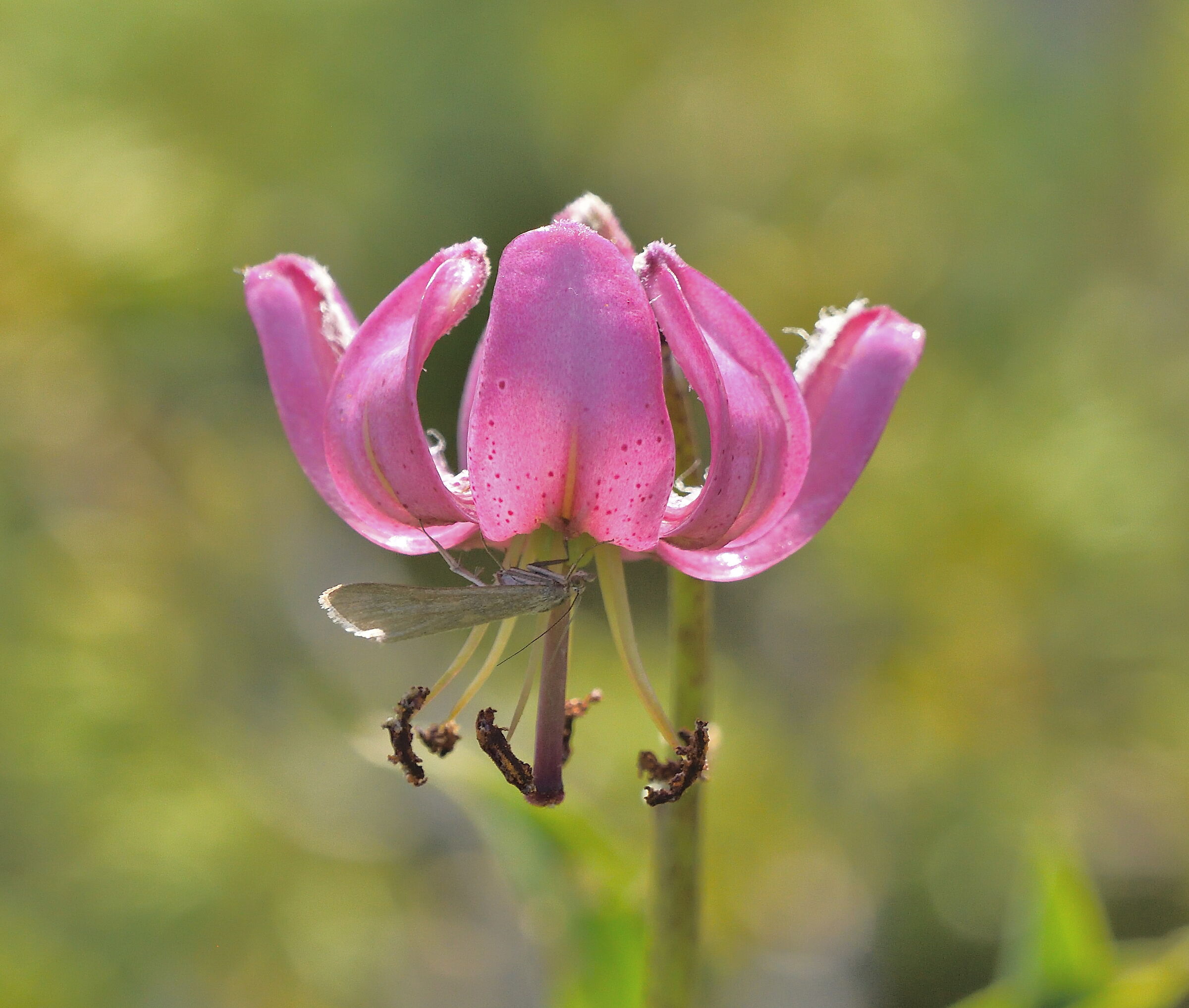 giglio martagone con farfalla