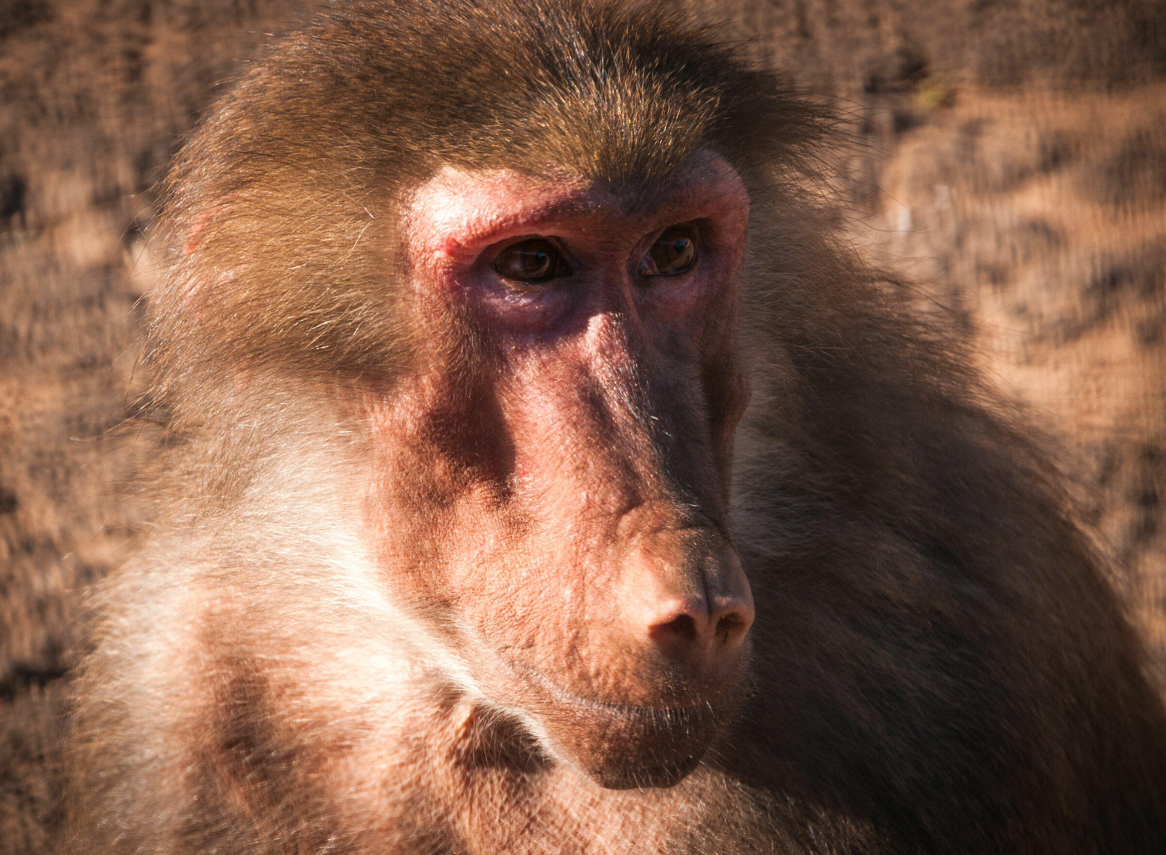 Baboon at Fasano Zoo