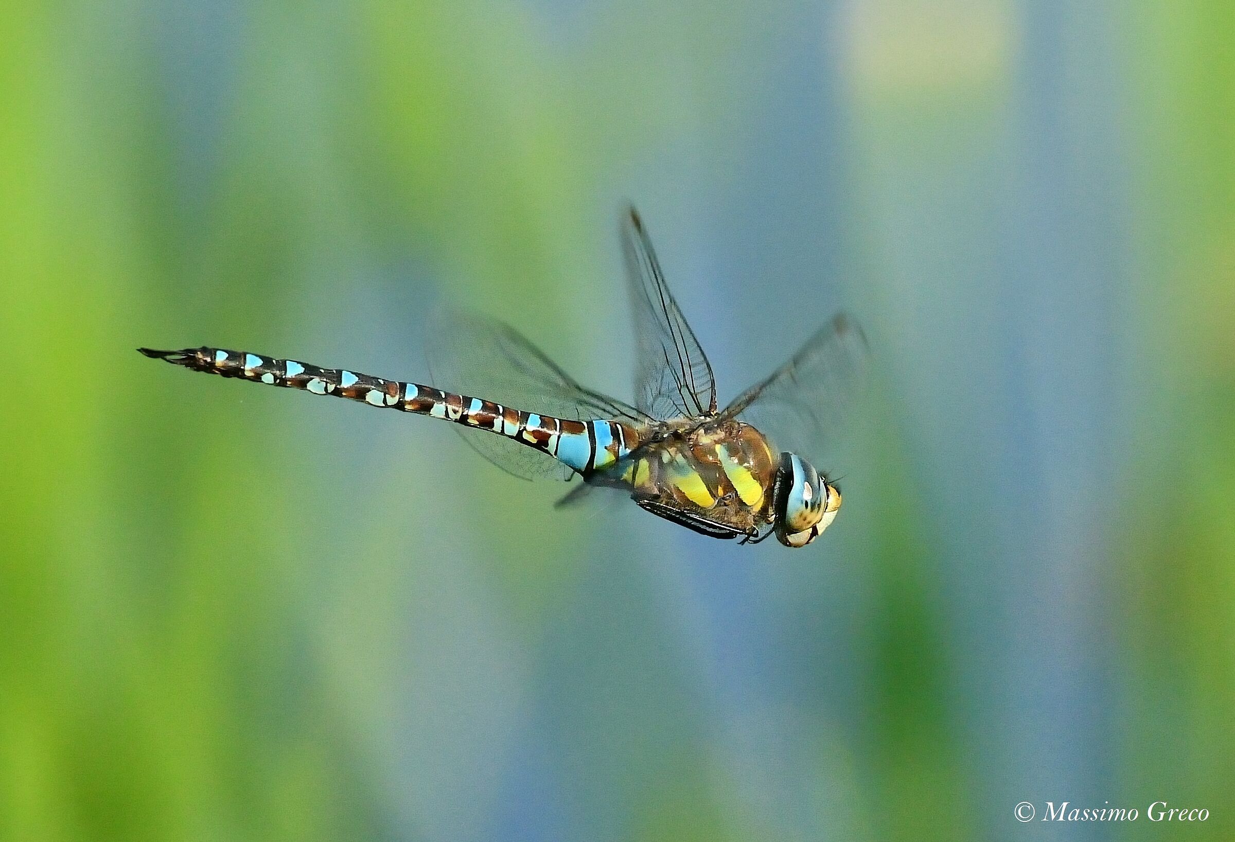 Aeshna mixta  - maschio