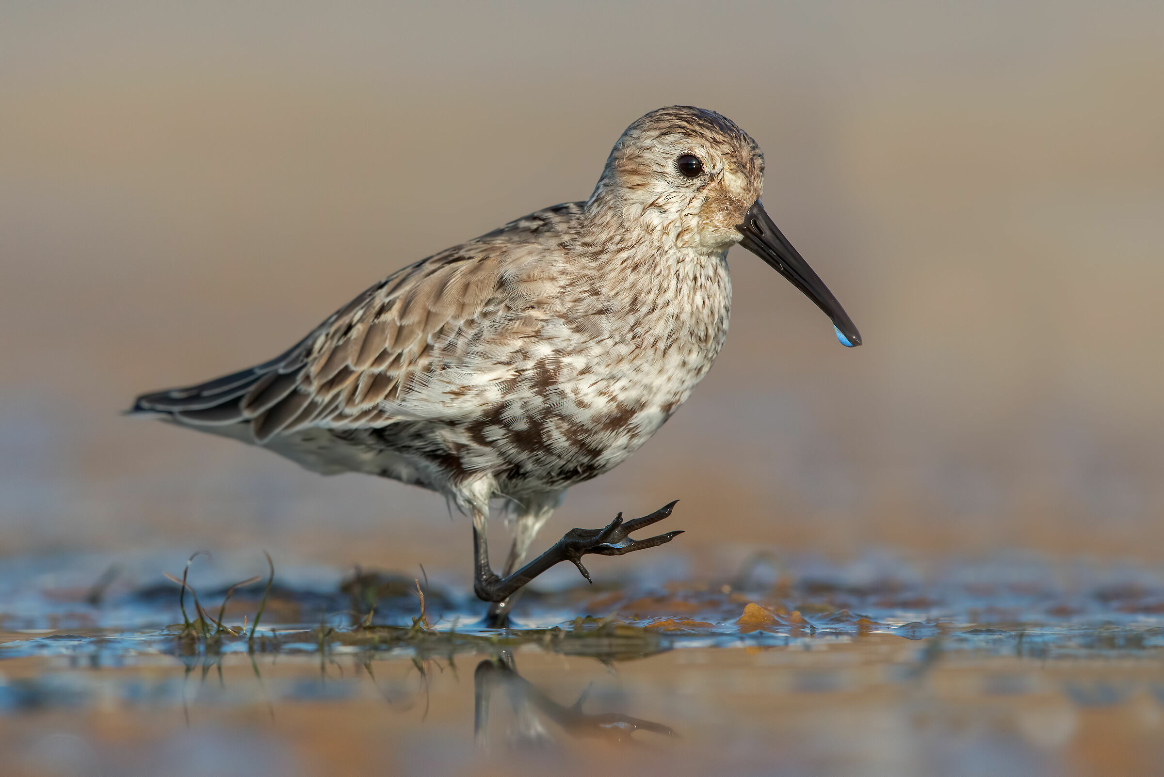 Black-bellied raincoat