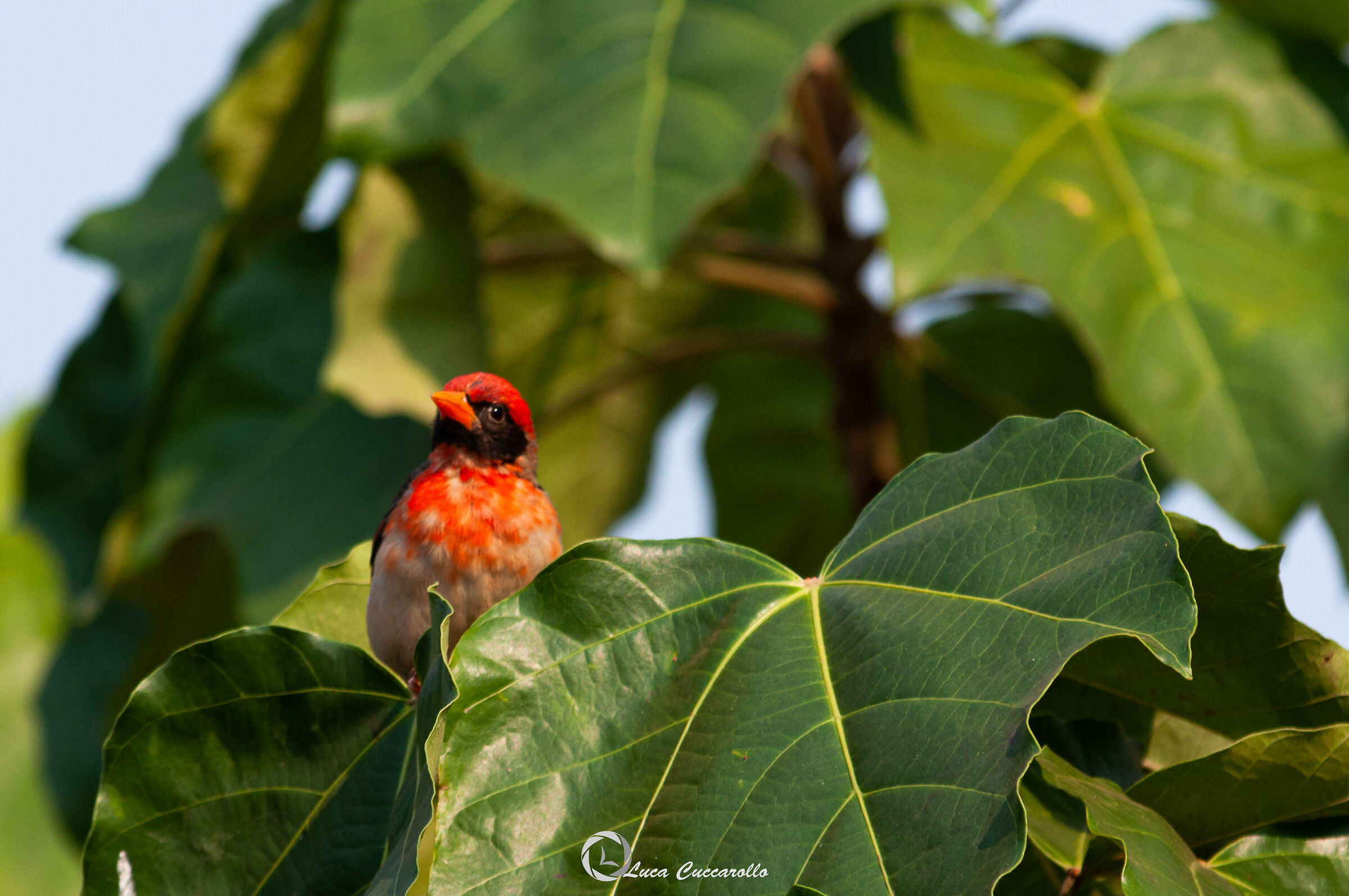 Tessitore Testarossa
