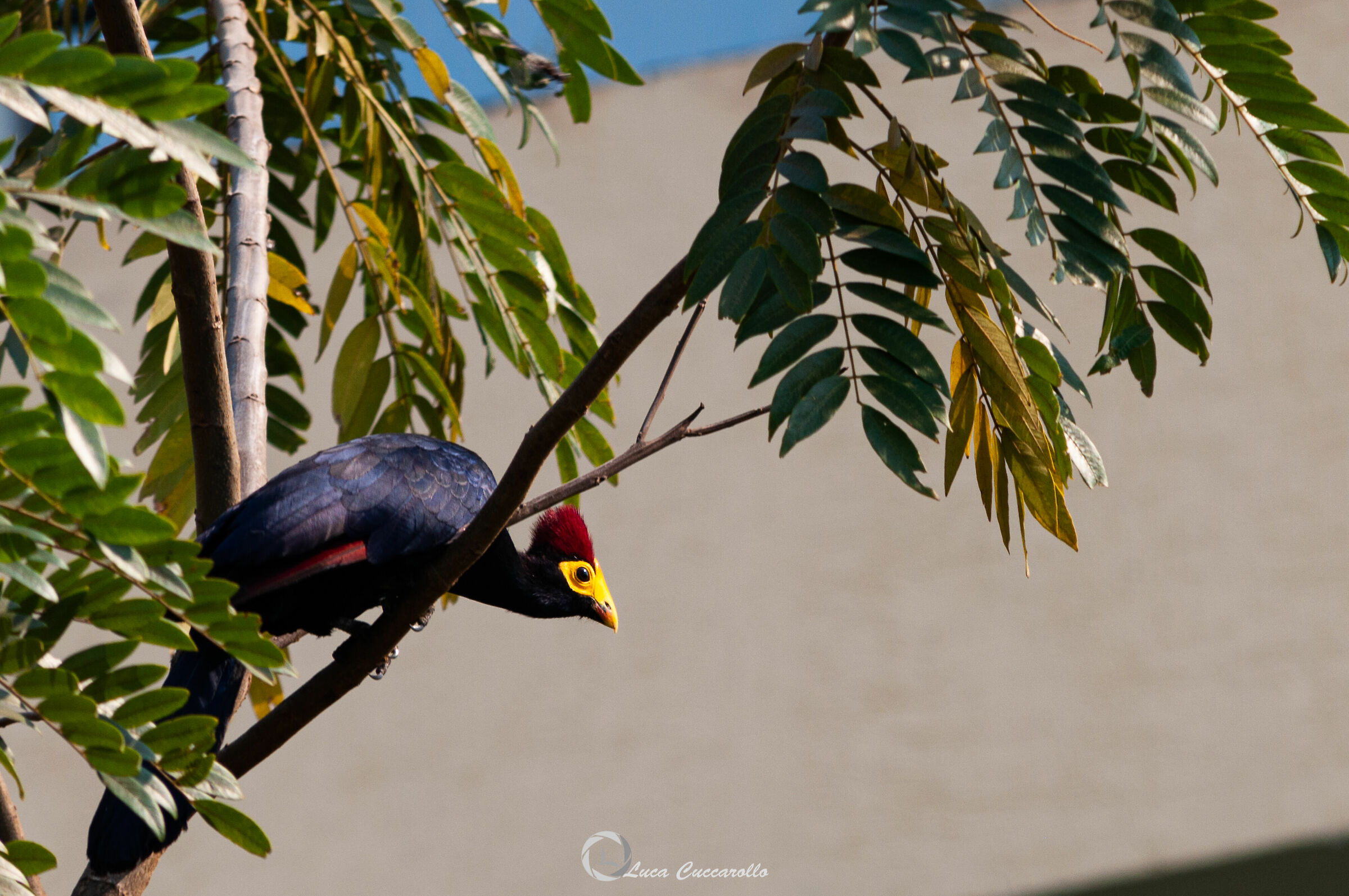 Ross Turaco