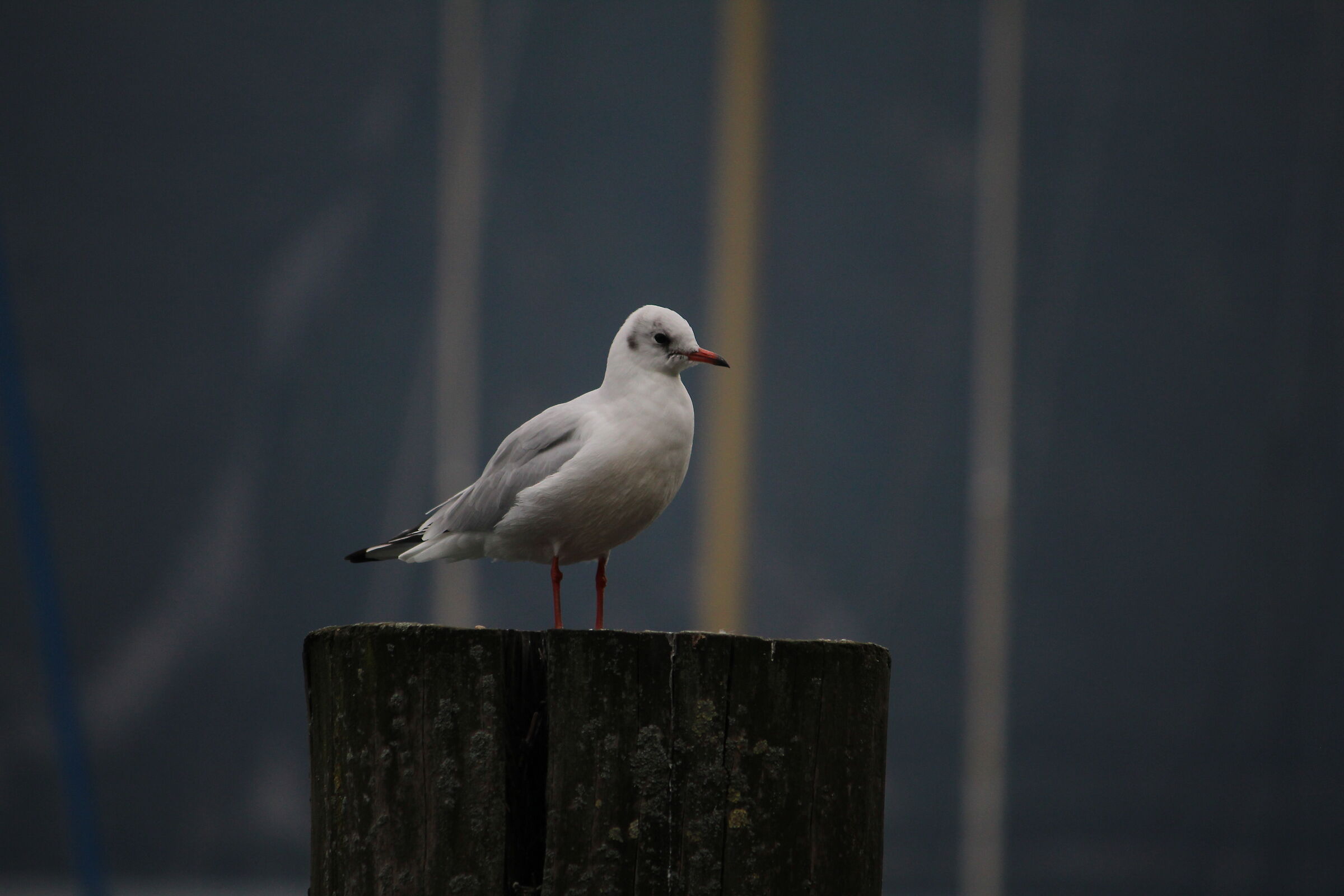 Gabbiano lago di garda