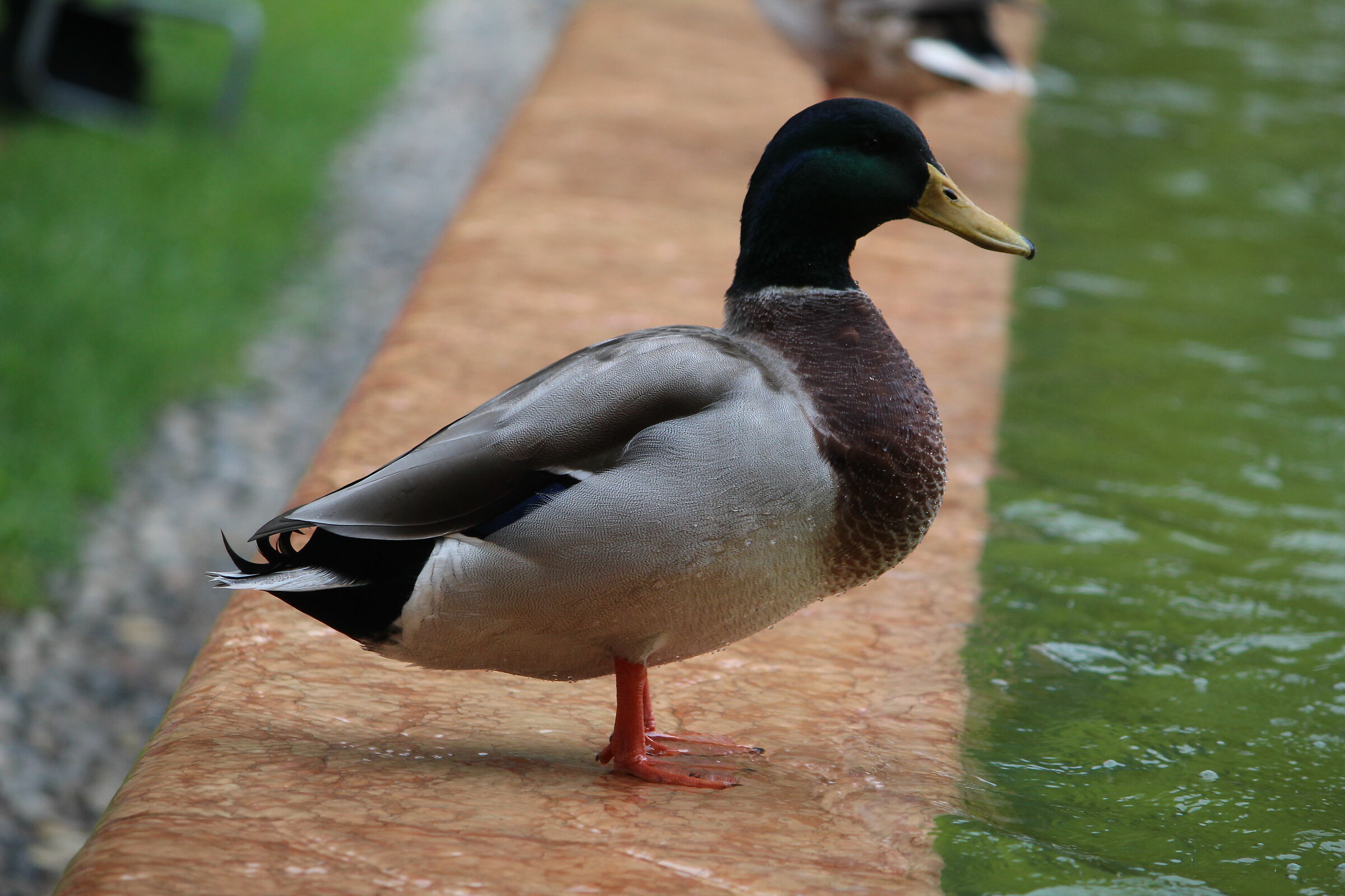 Papera lago di garda