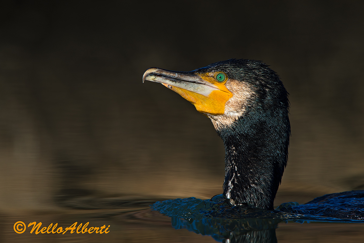 cormorano primo piano