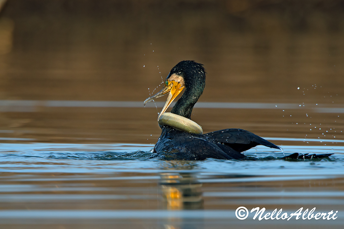 un anguilla come collare