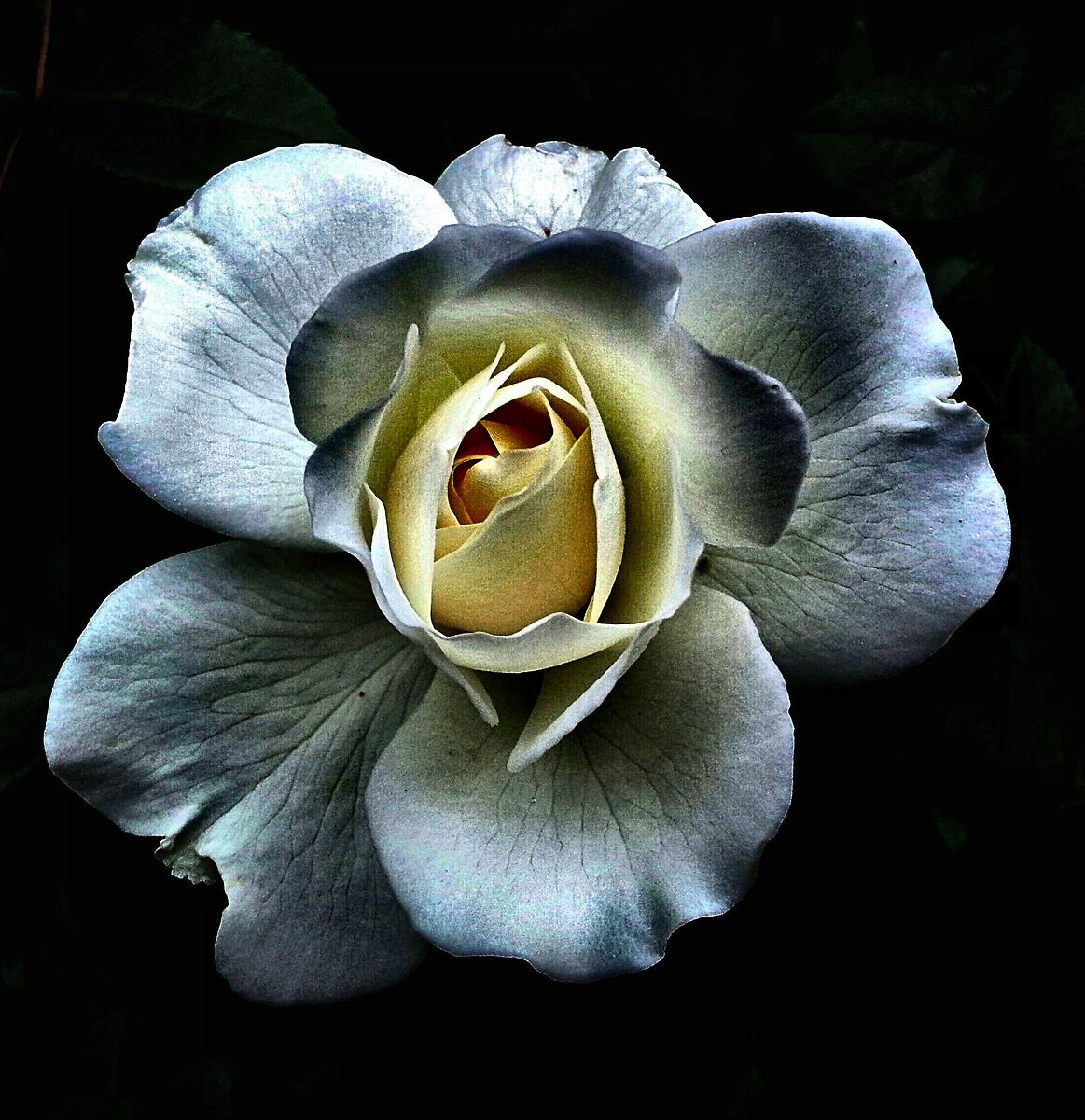 Rosa