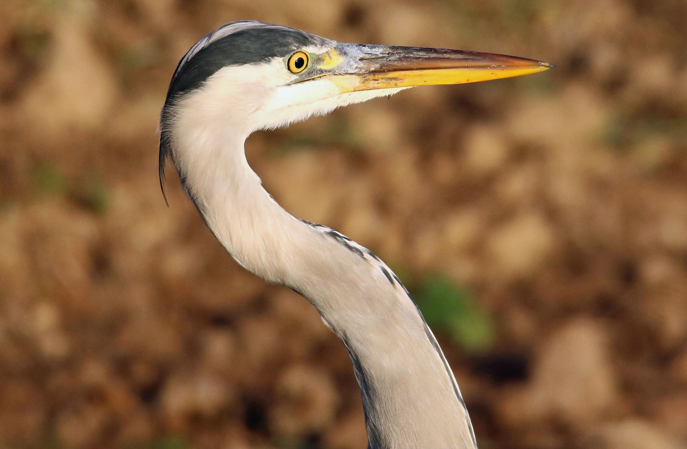 Airone cenerino portrait