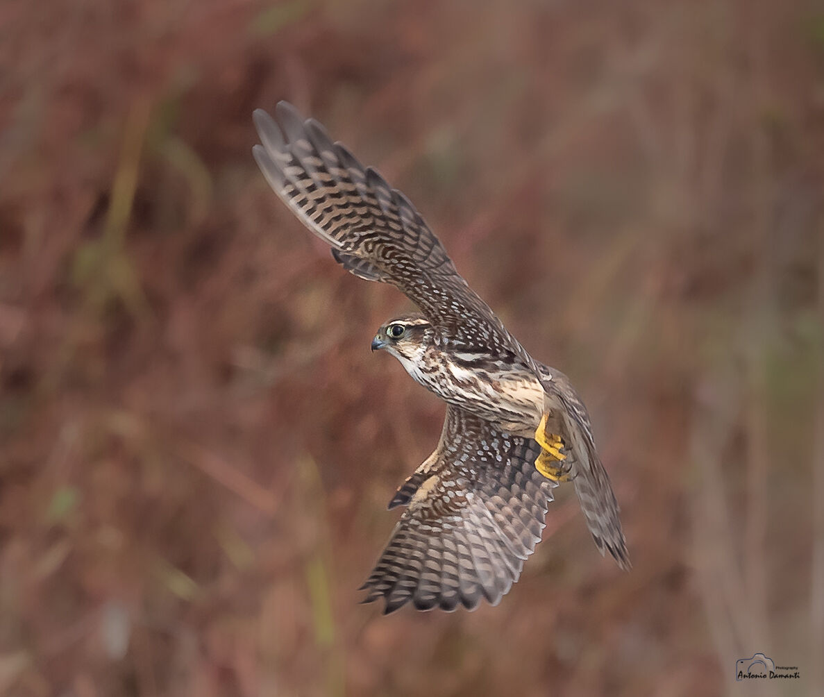 Falco smeriglio in volo