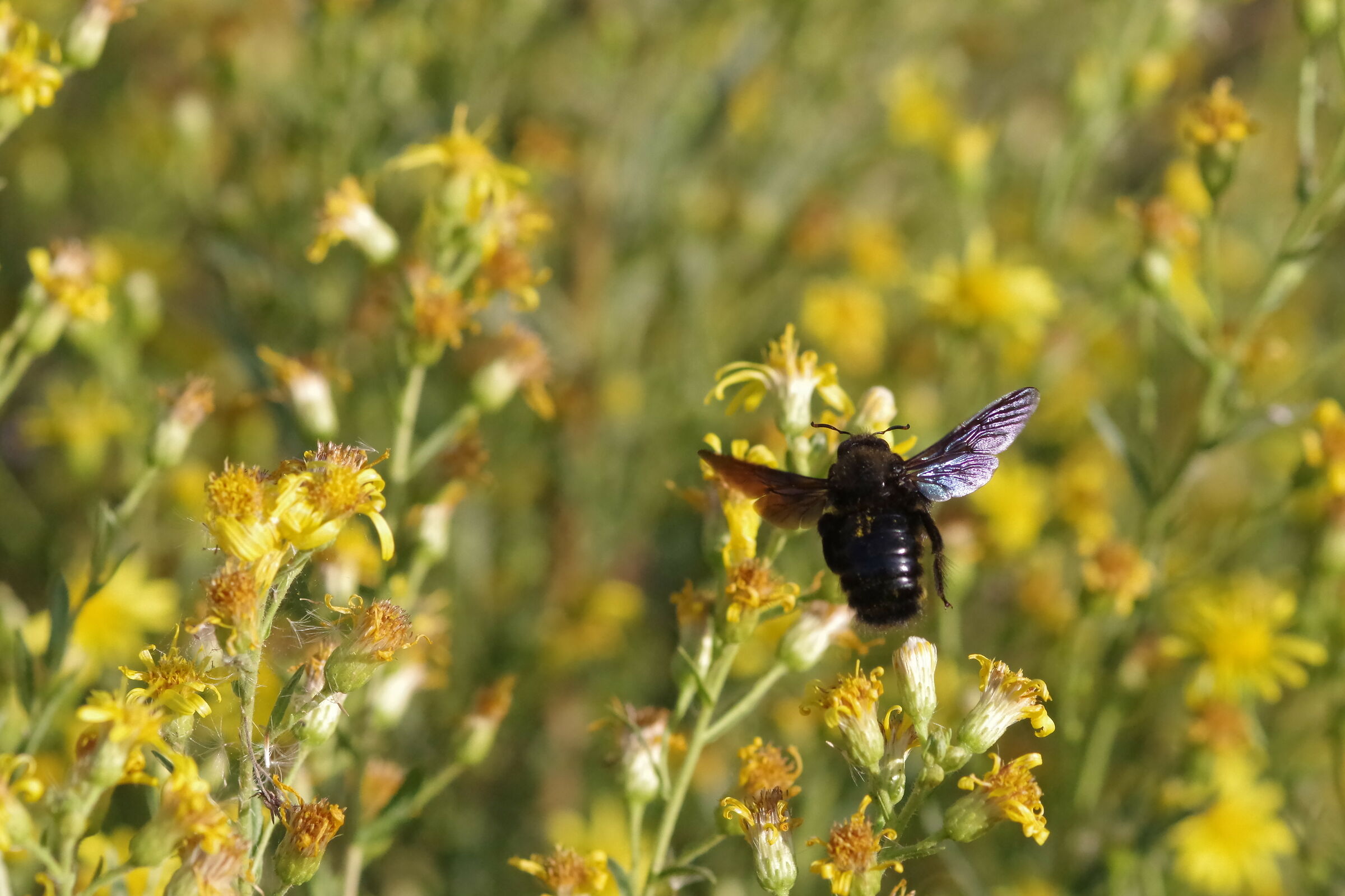 Xylocopa
