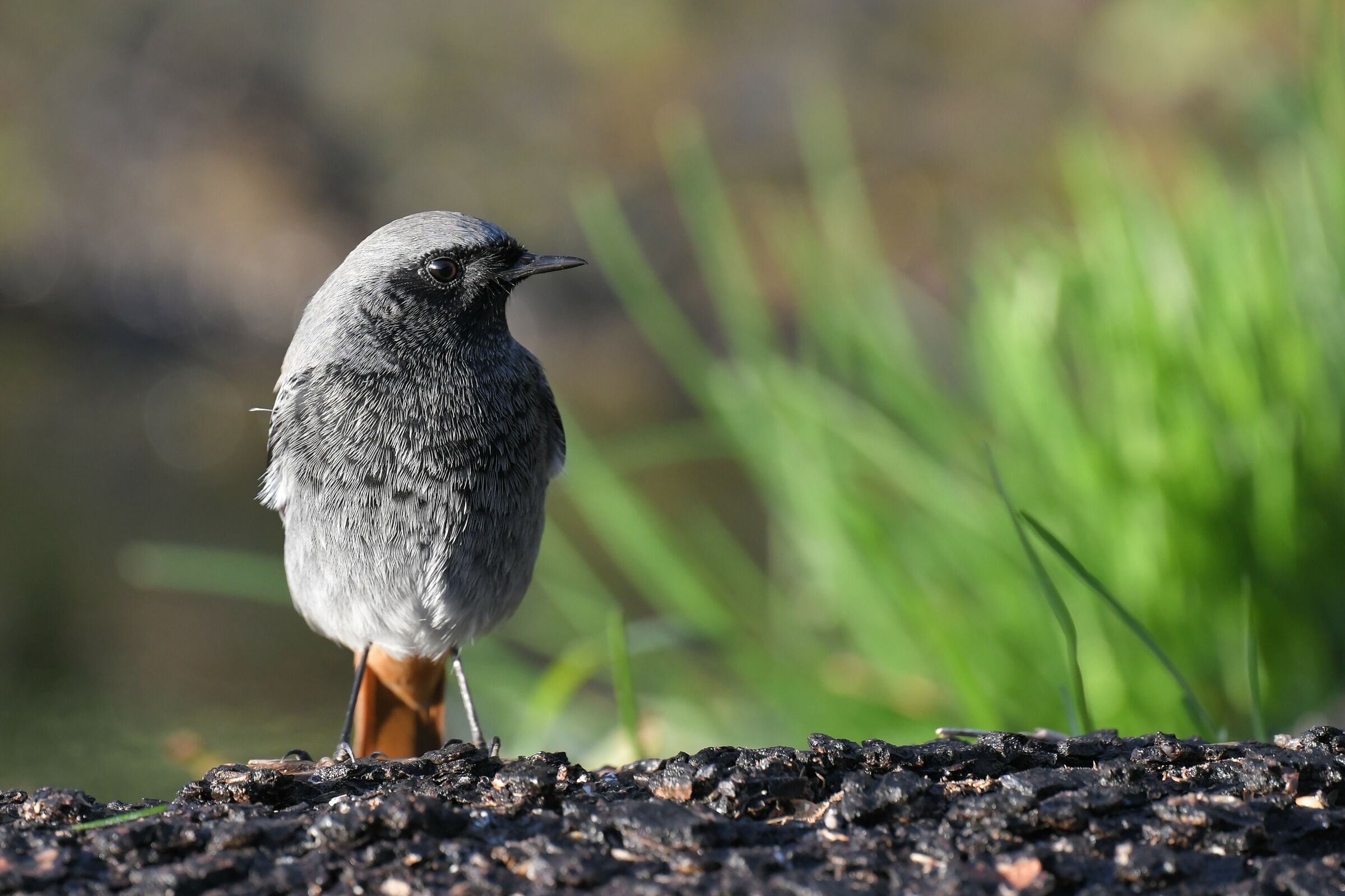 codirosso spazzacamino