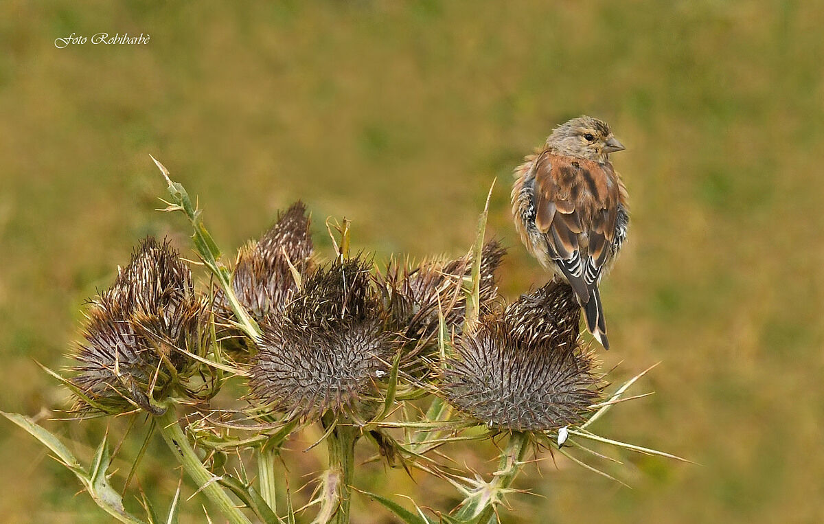 Fanello on thistle...