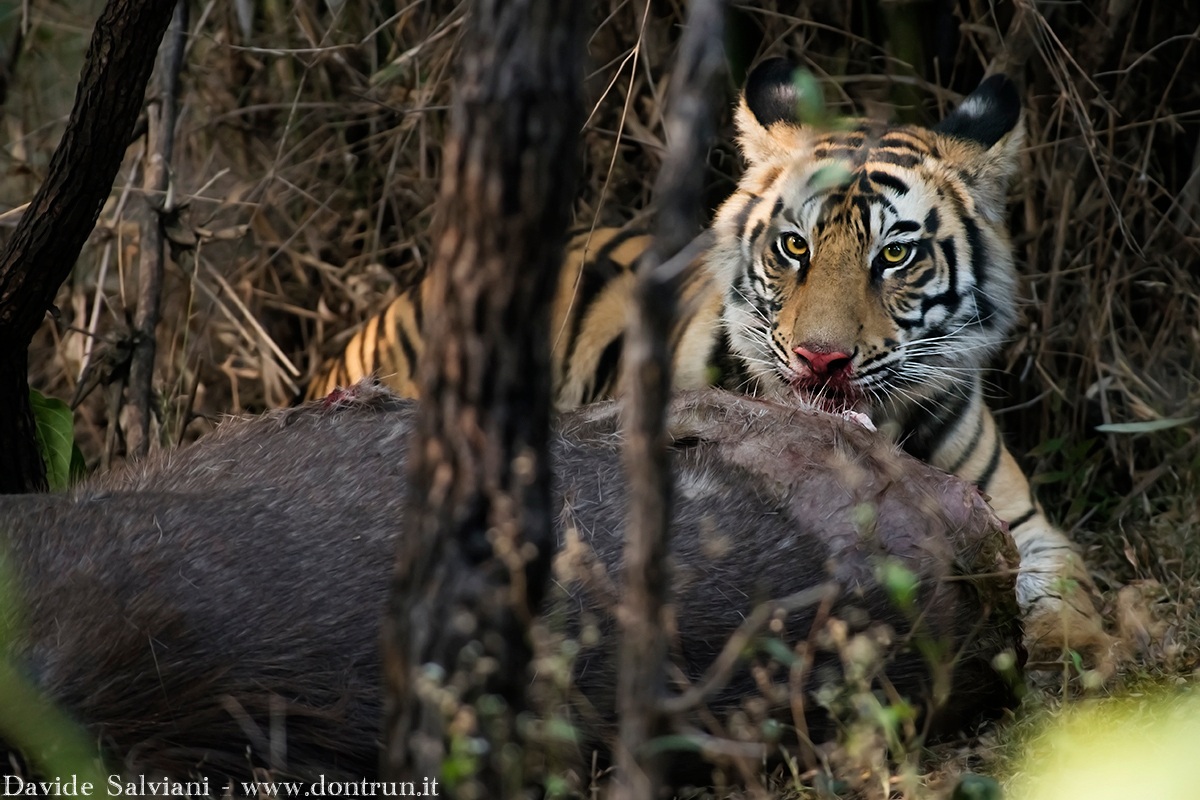 Cucciola di tigre con preda