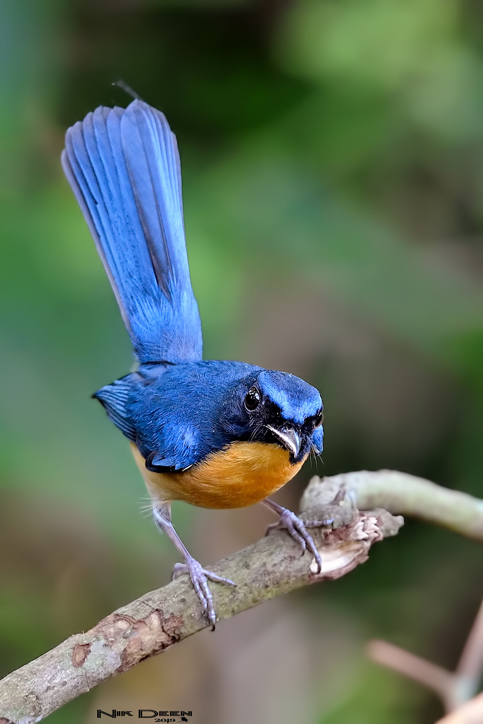 mangrove blue flycatcher