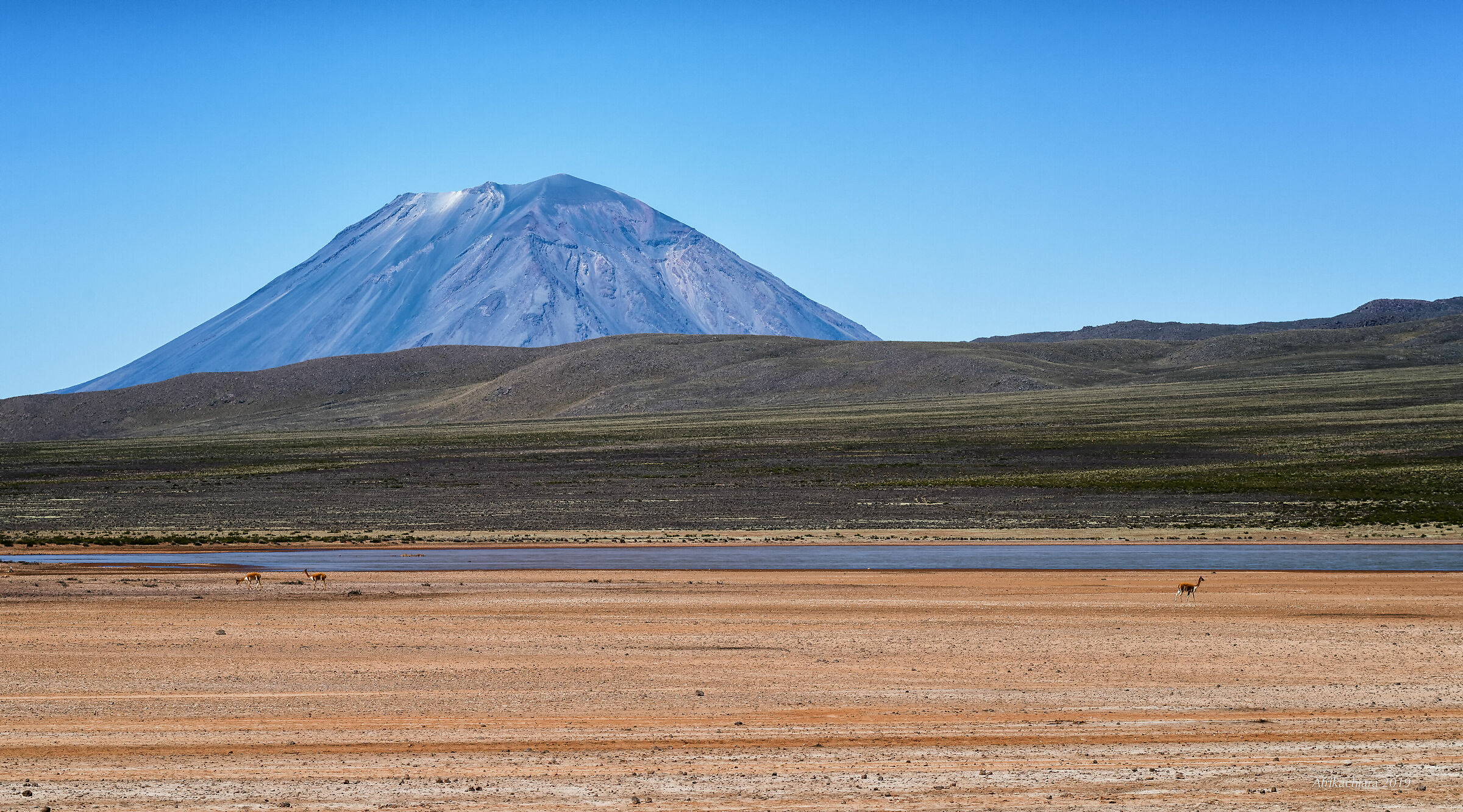 Dove le Vigogne vivono libere