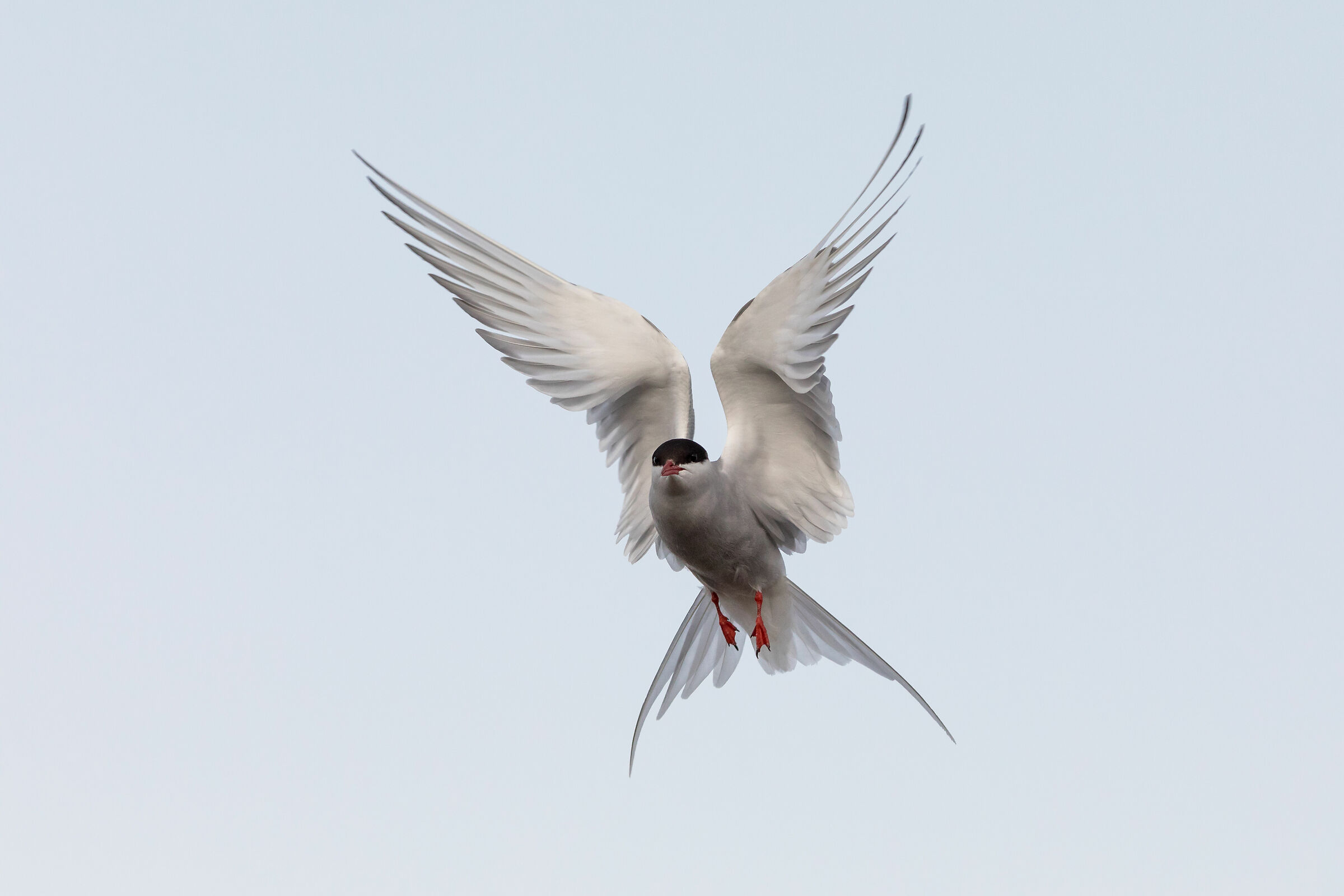 Arctic Tern attacking
