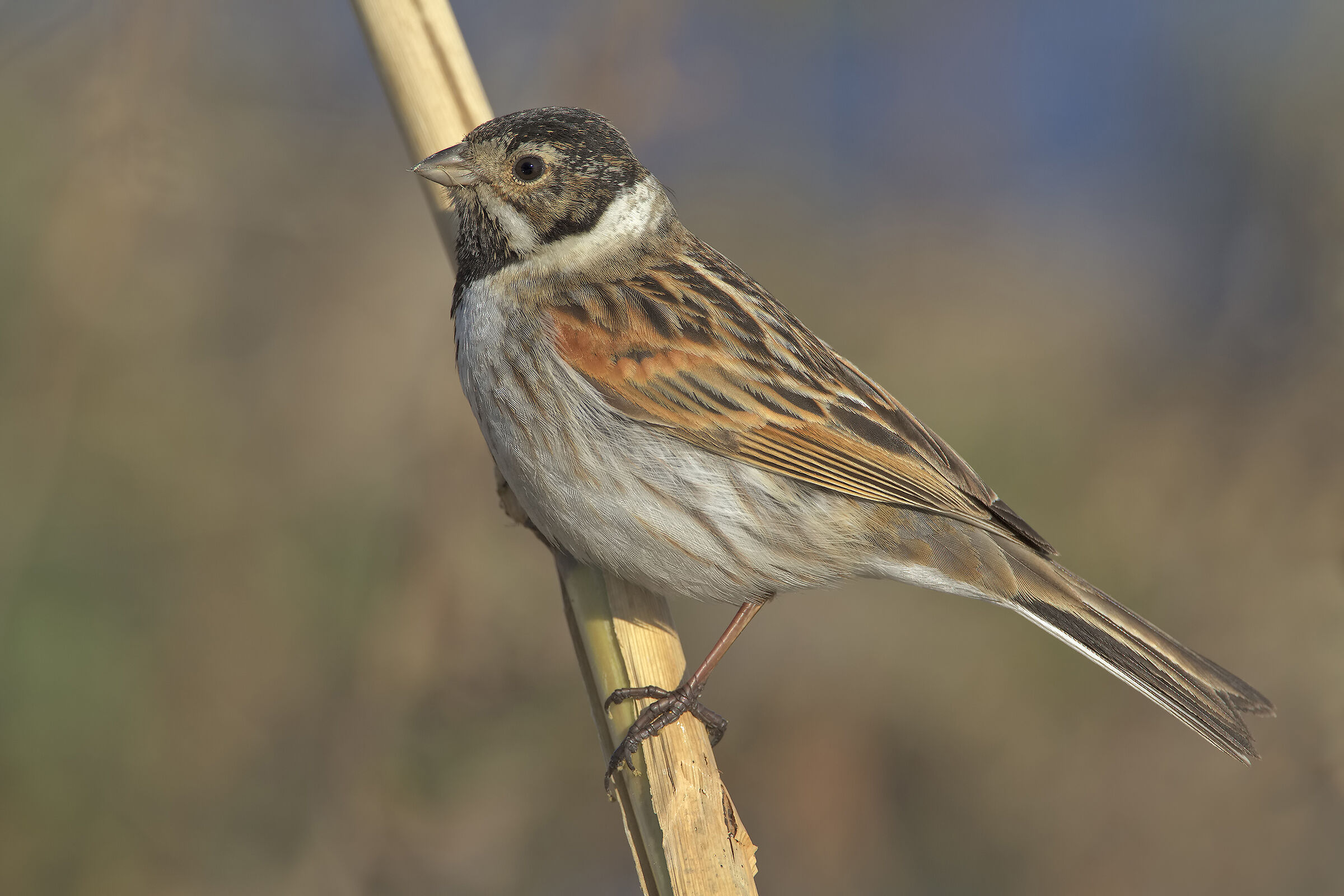 Migliarino di palude