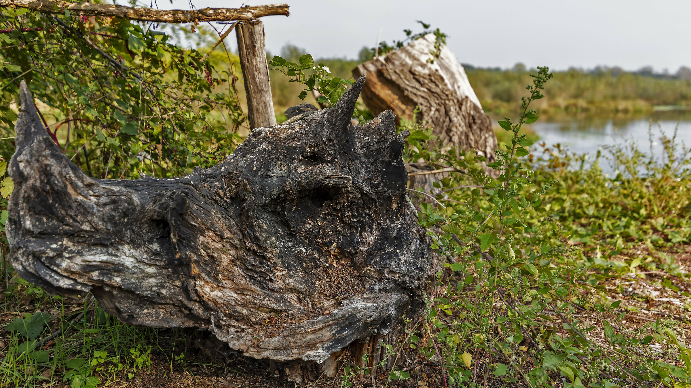 Resti di Rhinoceros unicornis ticinensis
