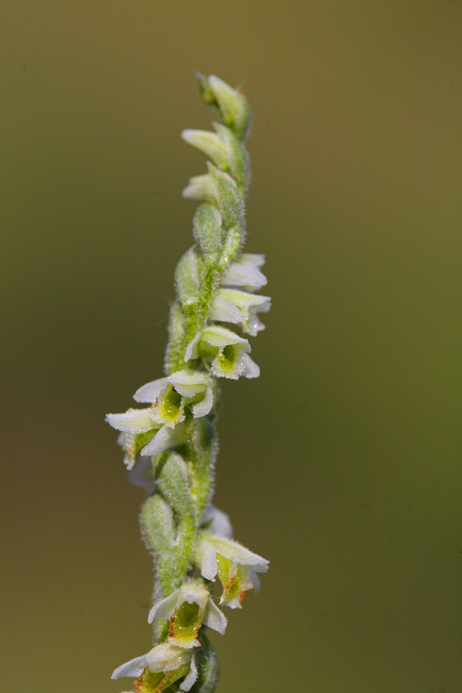 Spiranthes Spiralis