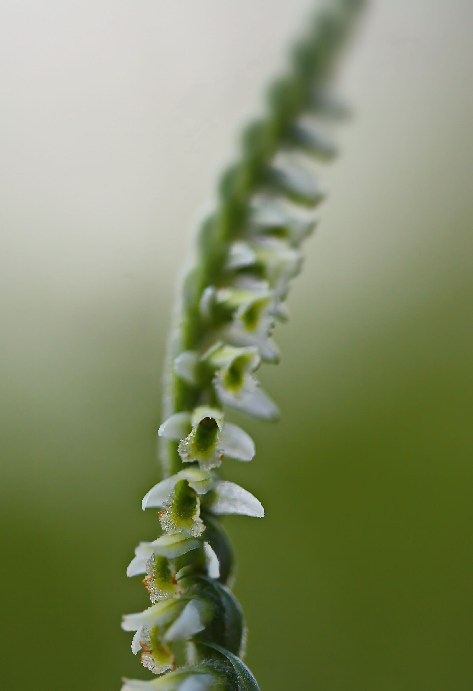 Spiranthes Spiralis