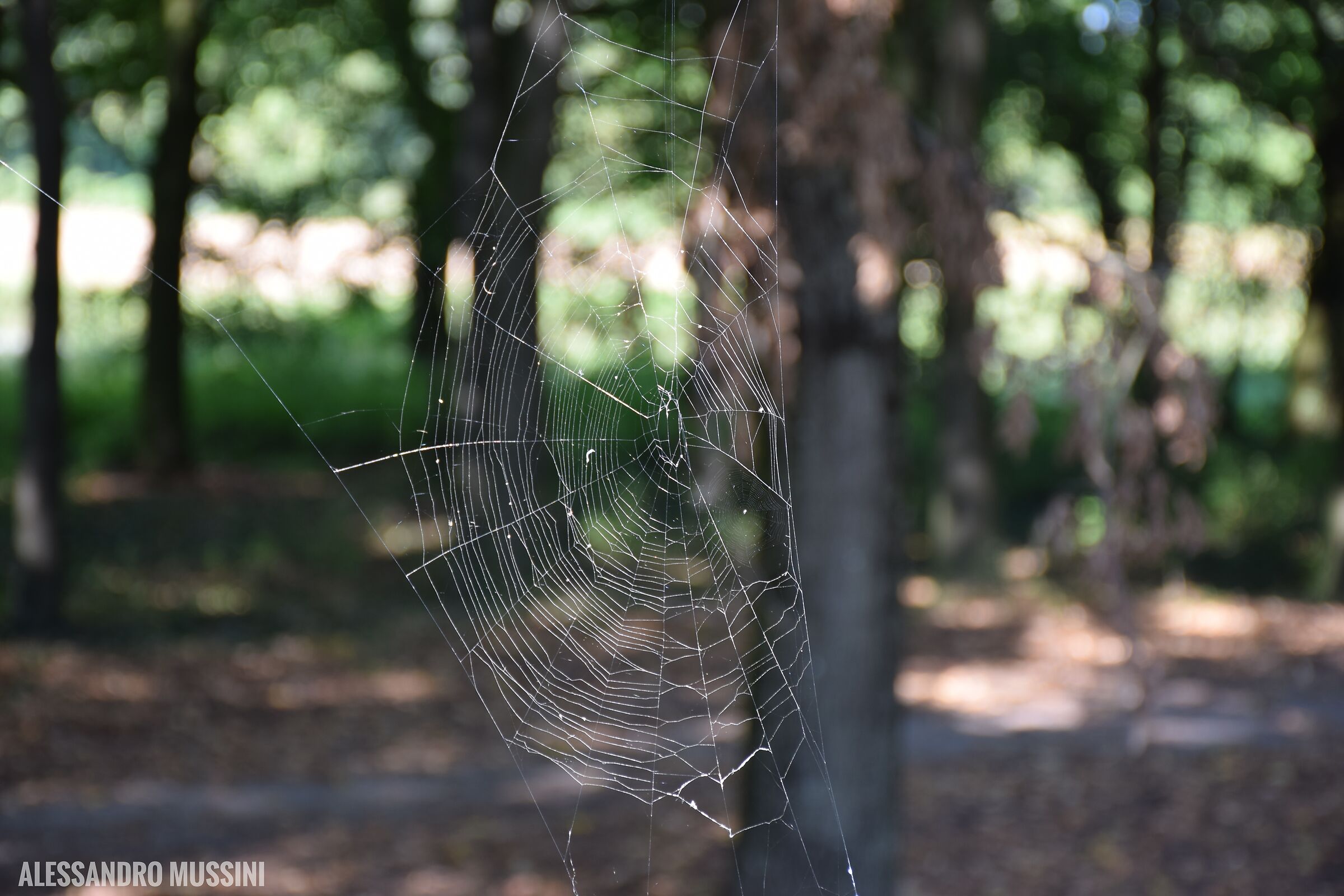 Nella morsa del ragno...