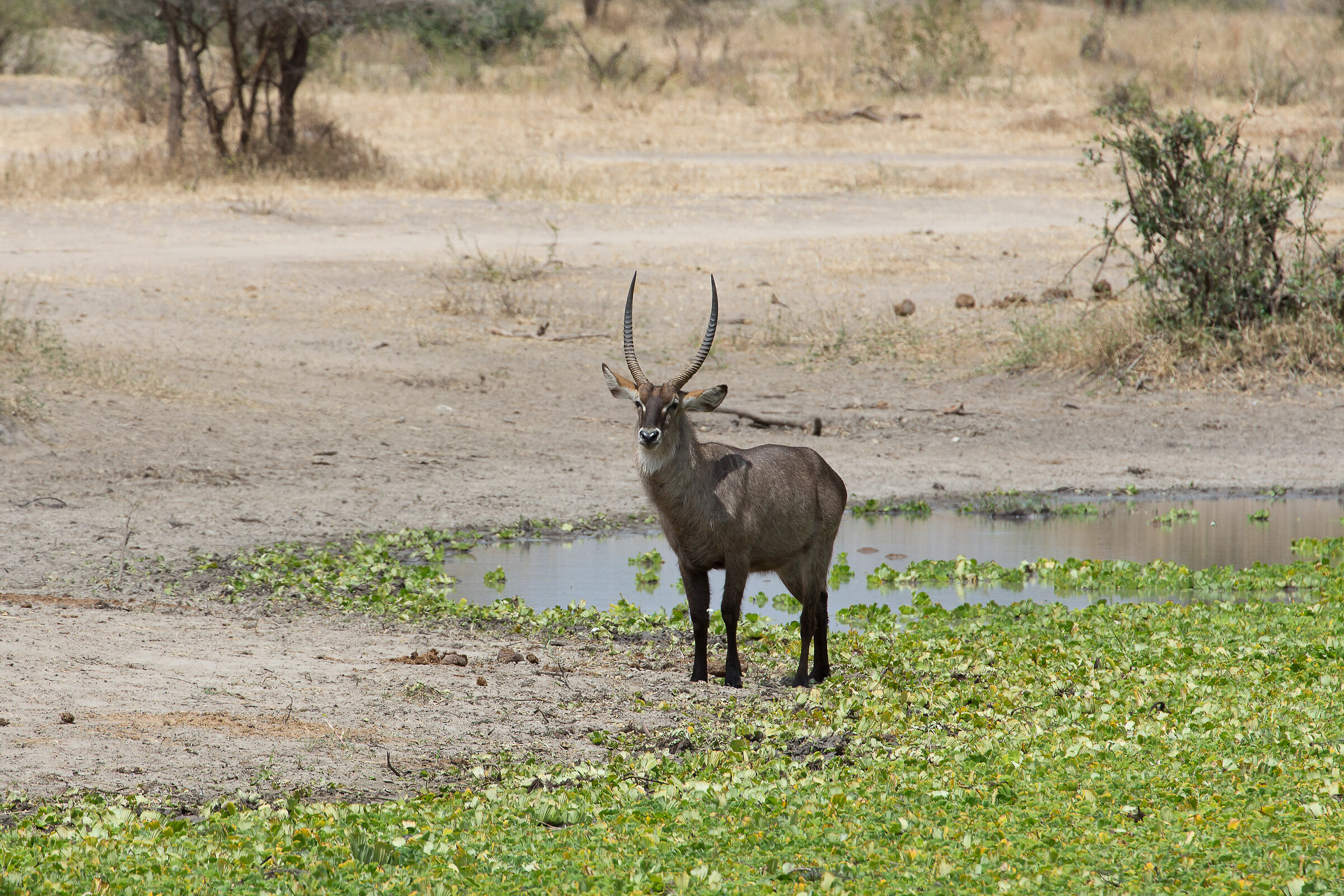 Antilope d'acqua