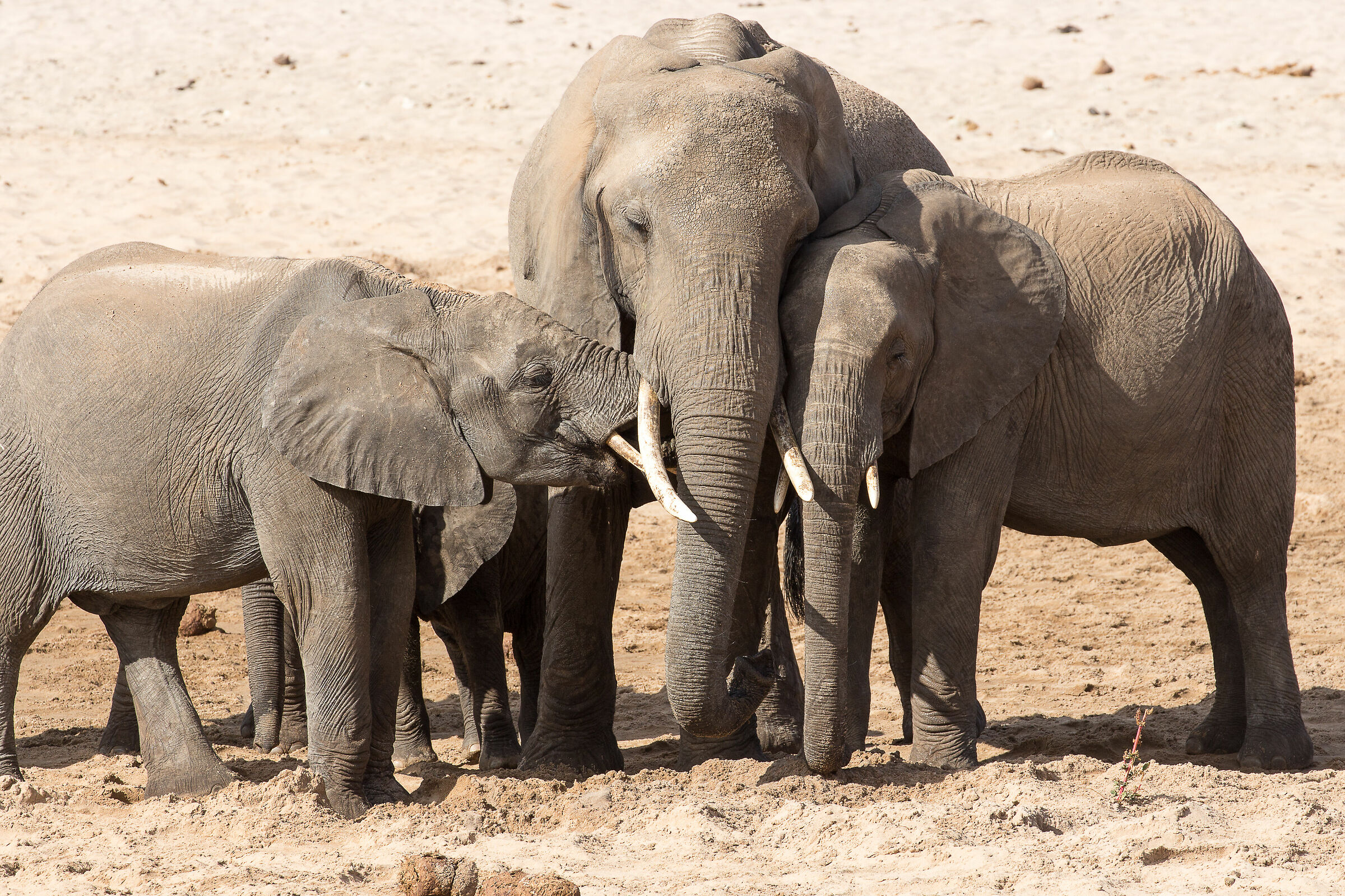 Bambini non litigate